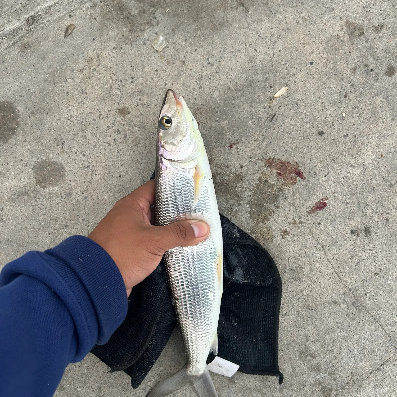 The most recent West Atlantic bonefish catches on Fishbrain