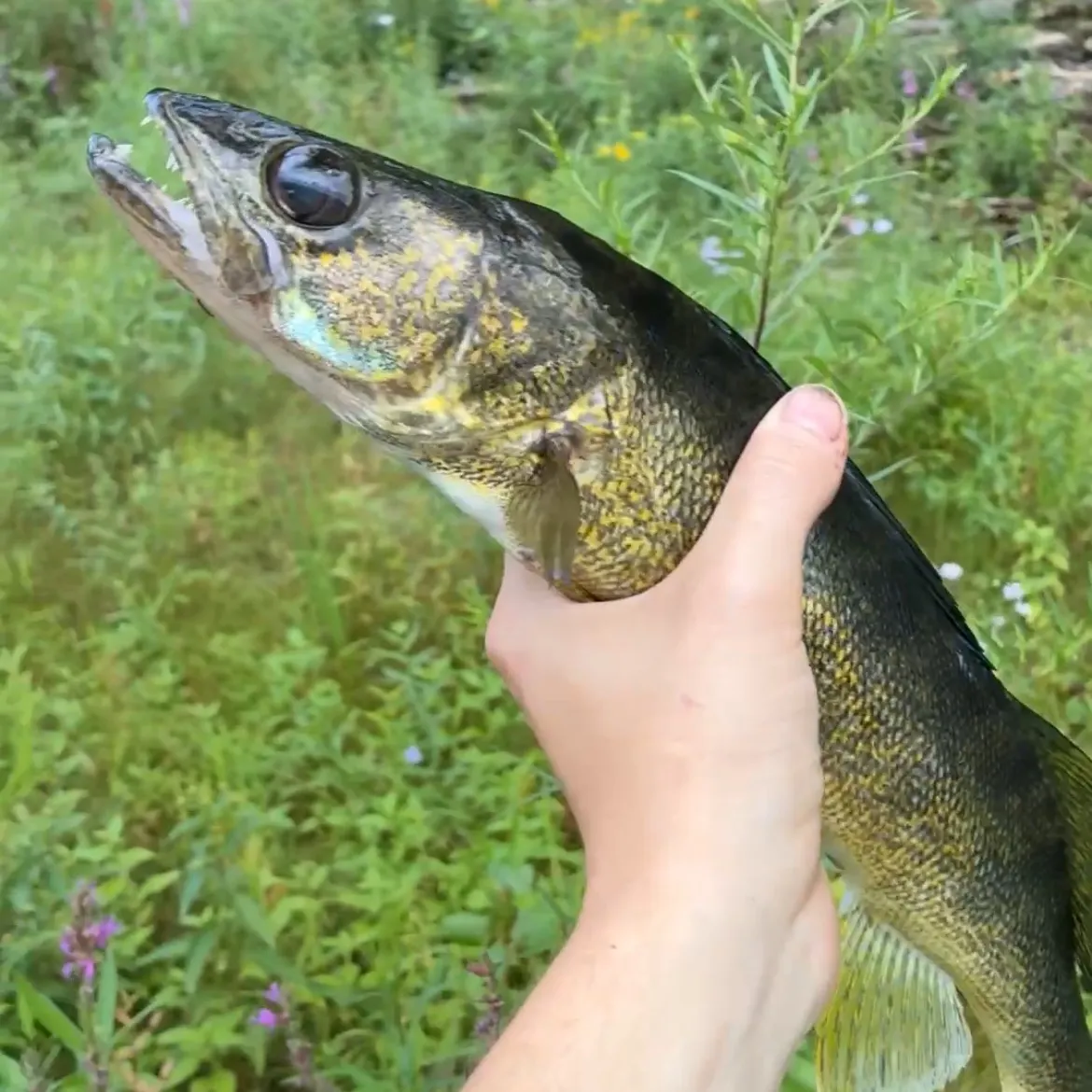 Walleye caught on Fishbrain