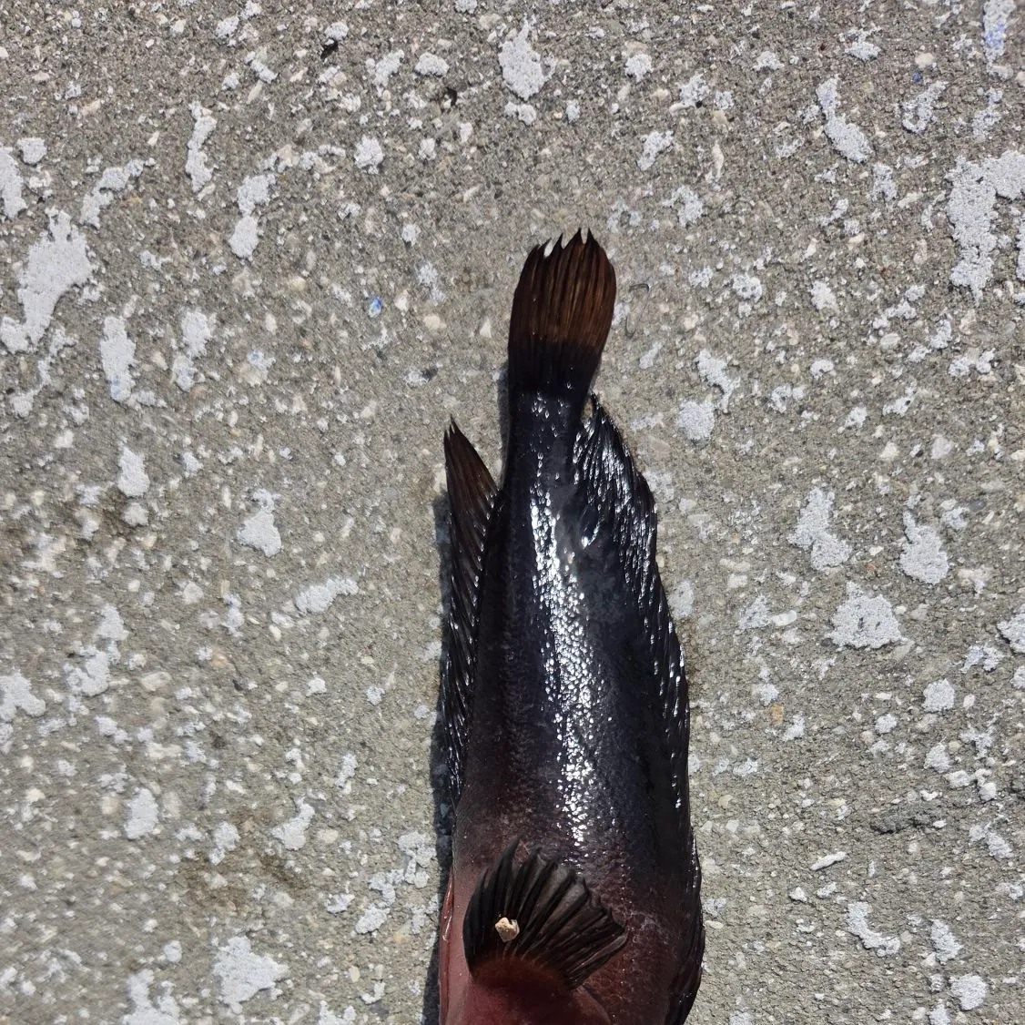 The most recent Hairy blenny catches on Fishbrain