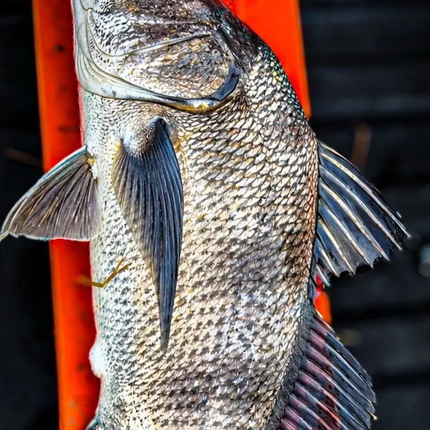Black drum caught on Fishbrain