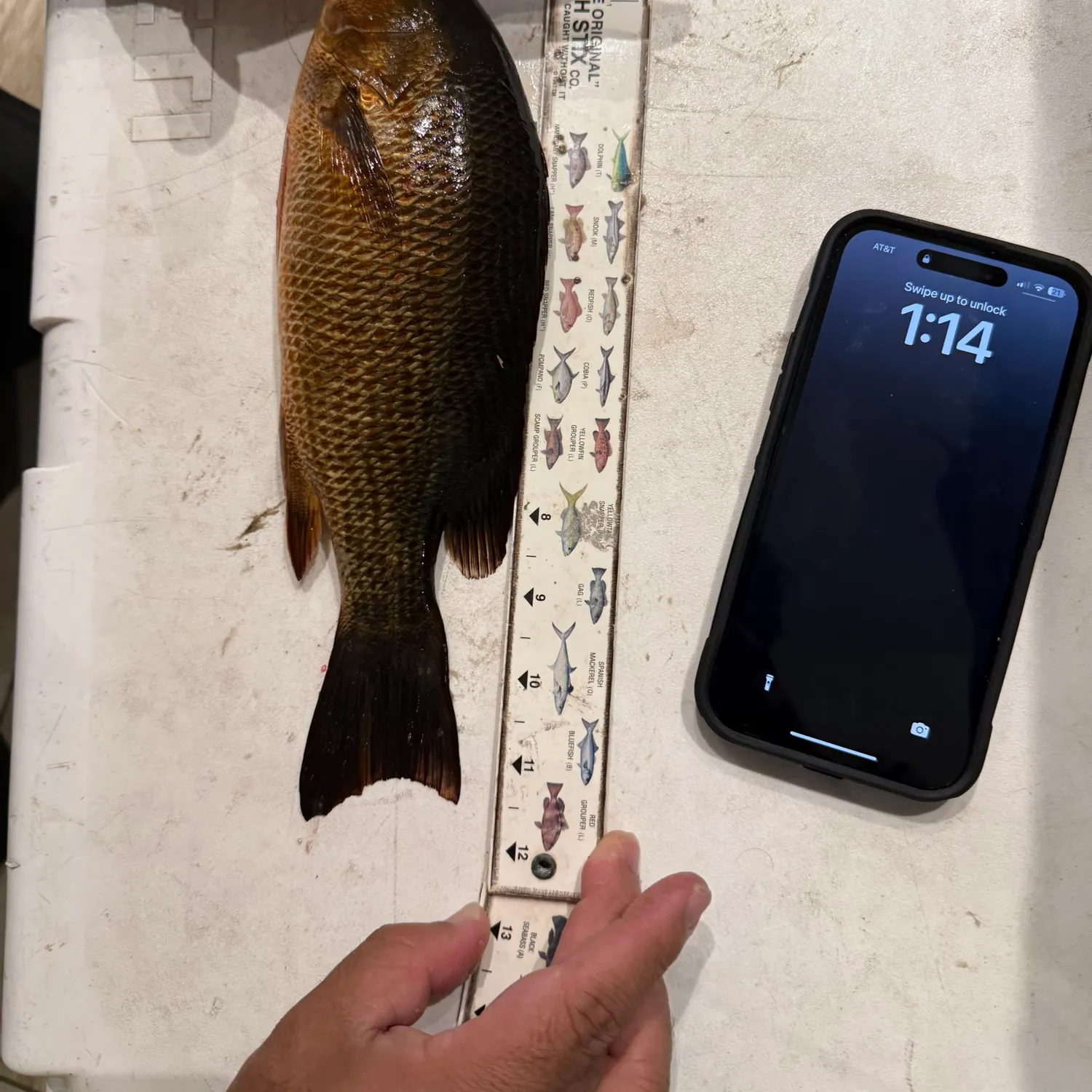 recently logged catches