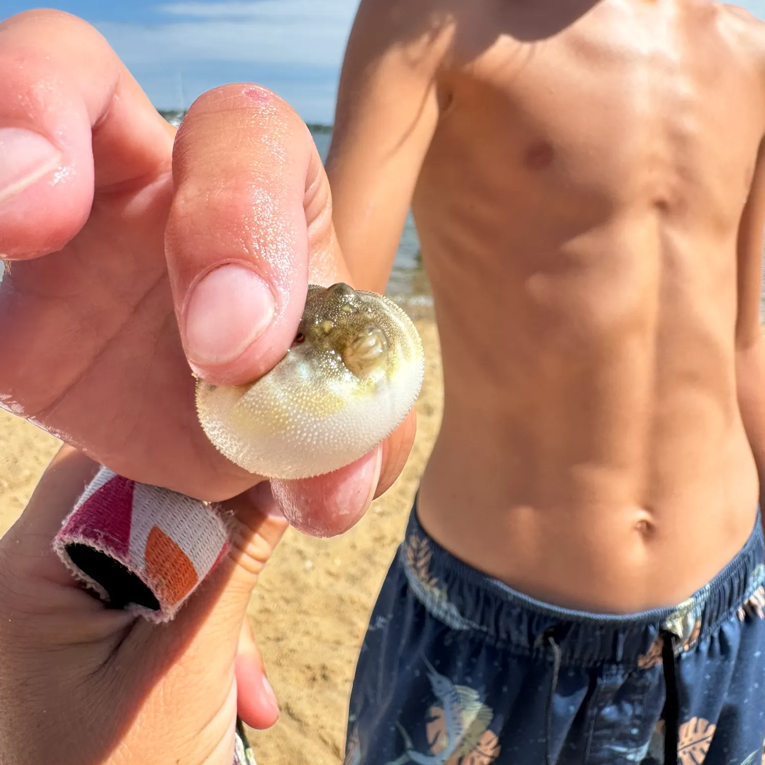 Northern puffer caught on Fishbrain