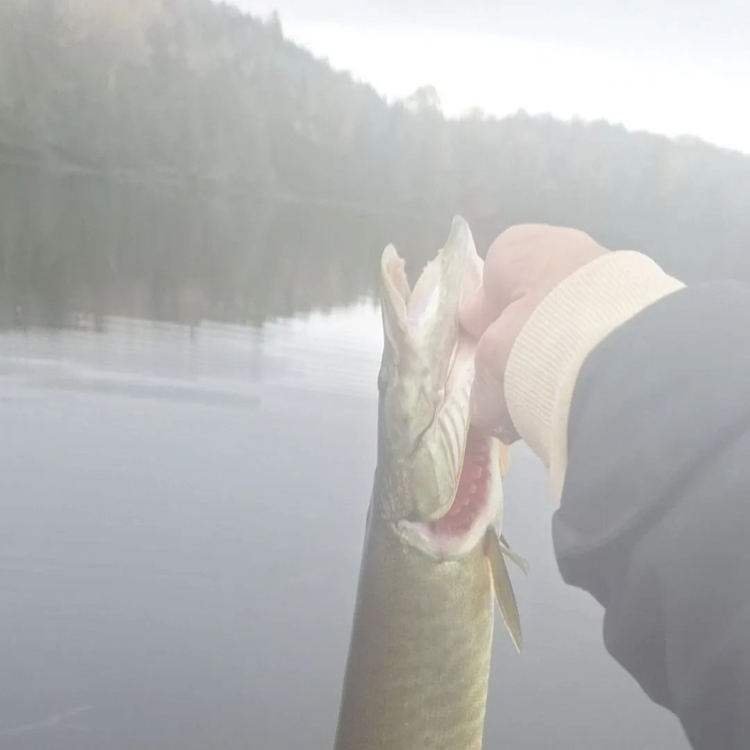 Muskie caught on Fishbrain
