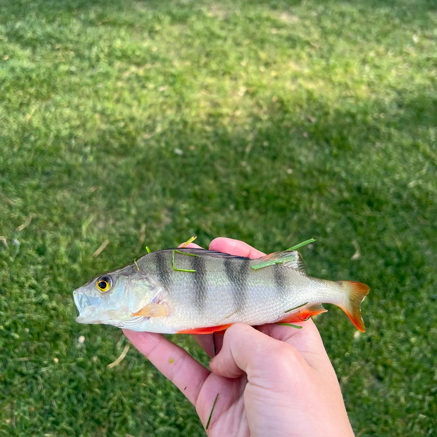 European perch caught on Fishbrain