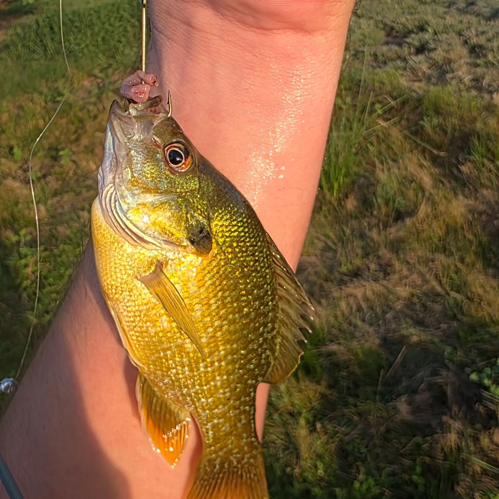 Green sunfish caught on Fishbrain