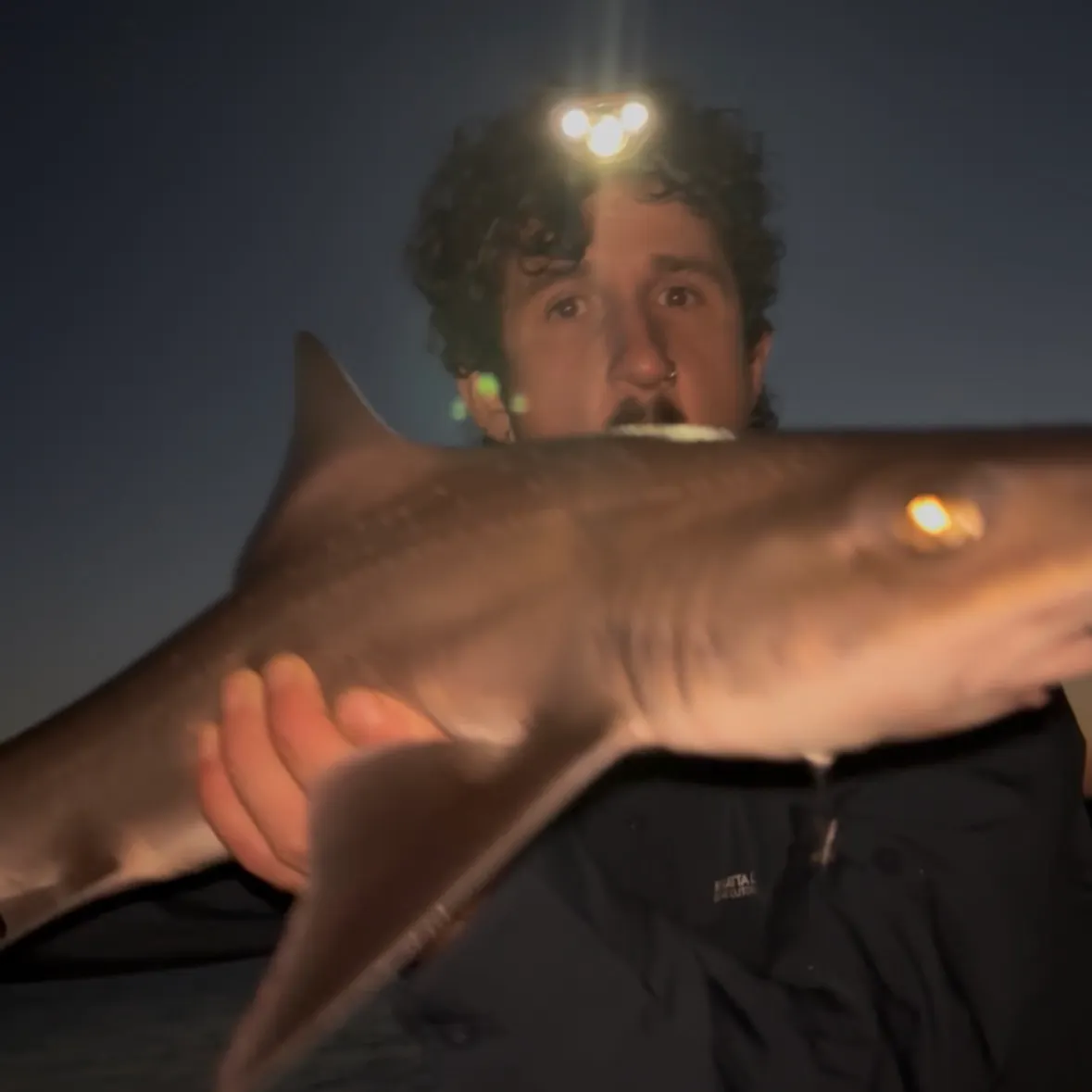 The most recent Starry smooth-hound catches on Fishbrain