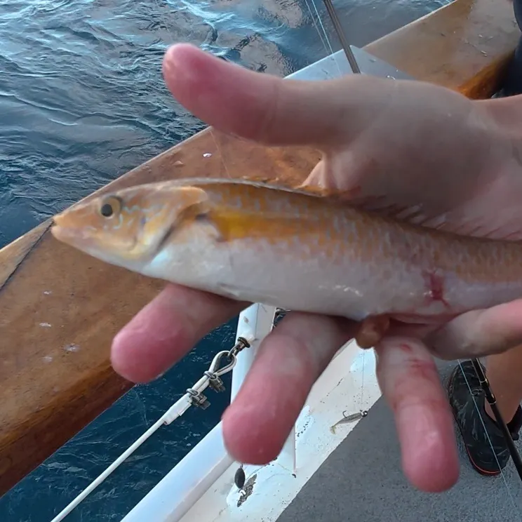 The most recent Señorita catches on Fishbrain