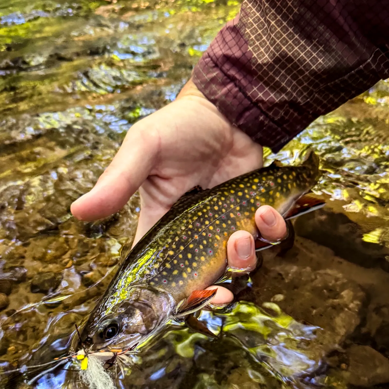 Brook trout caught on Fishbrain