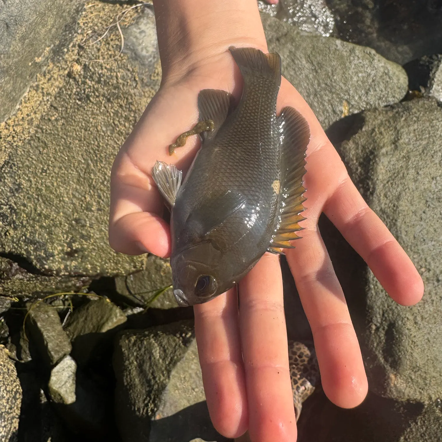 Fish caught on Fishbrain