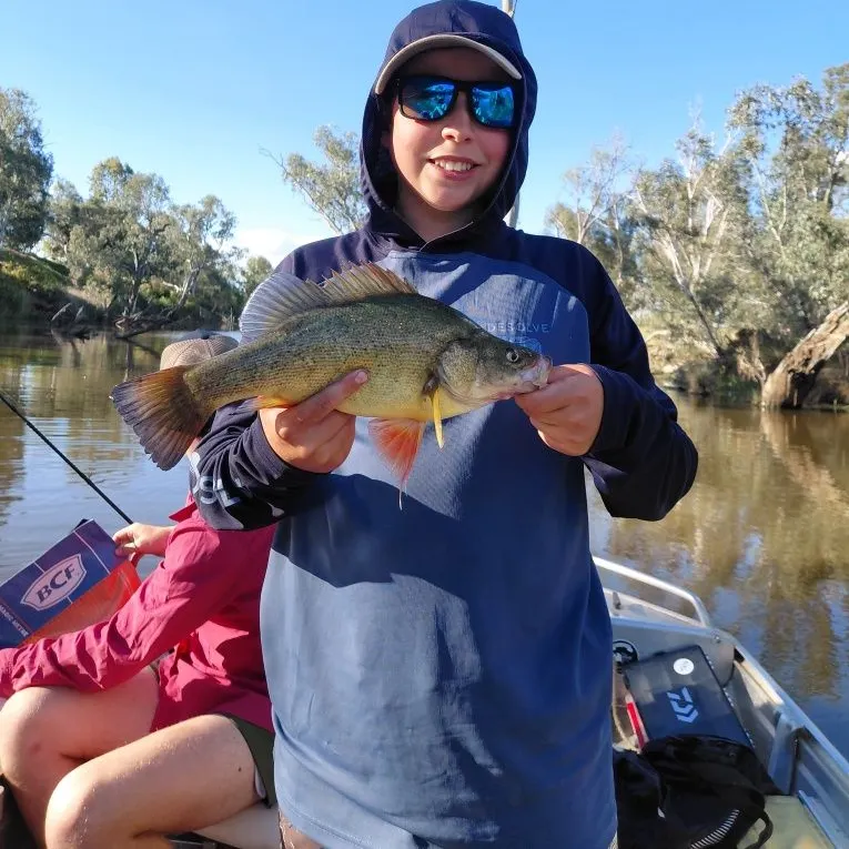 Golden perch caught on Fishbrain