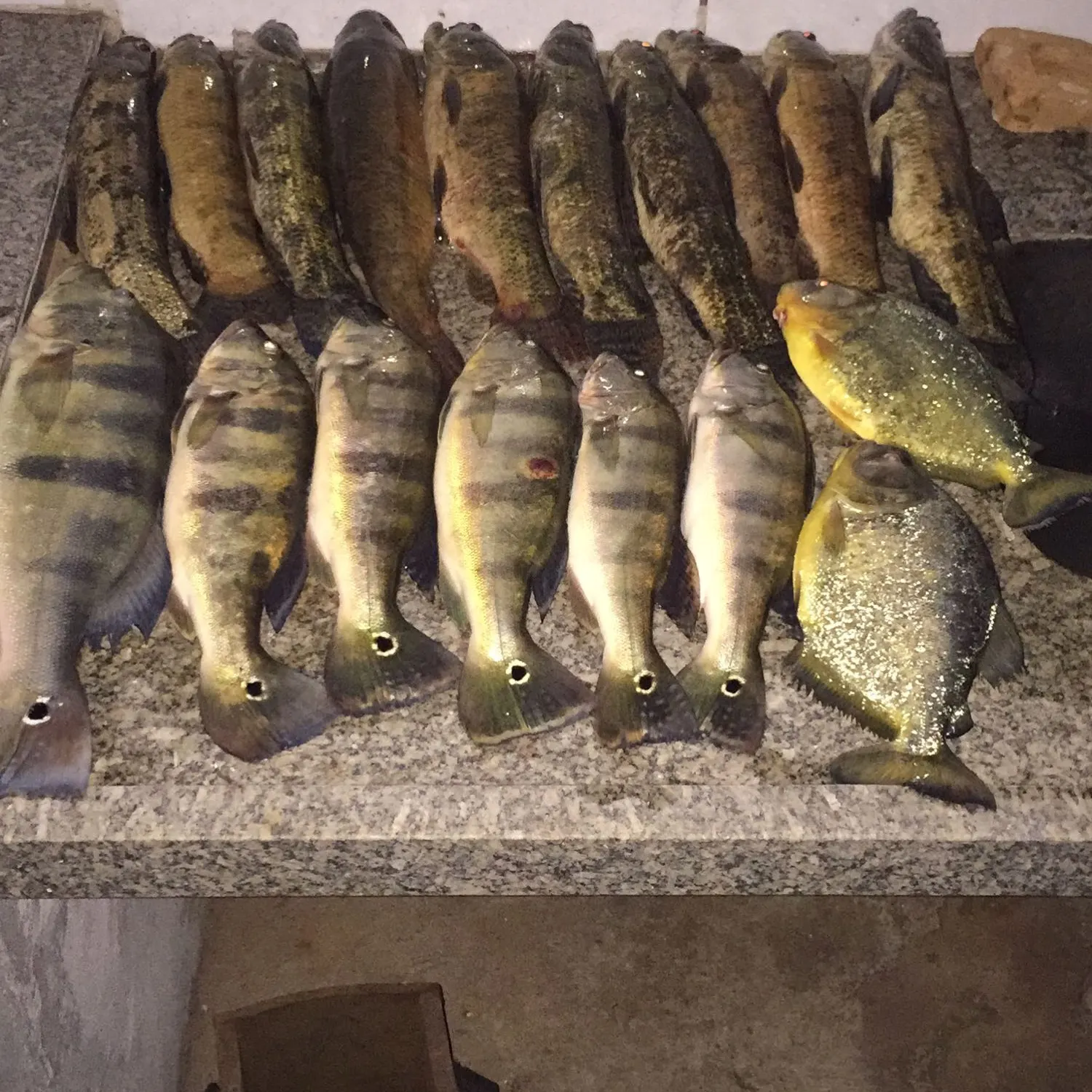 recently logged catches