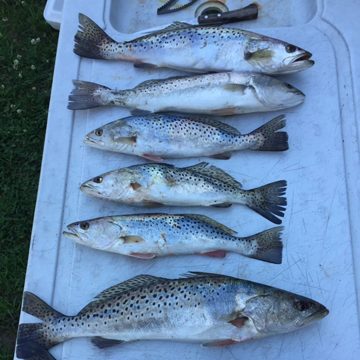 recently logged catches