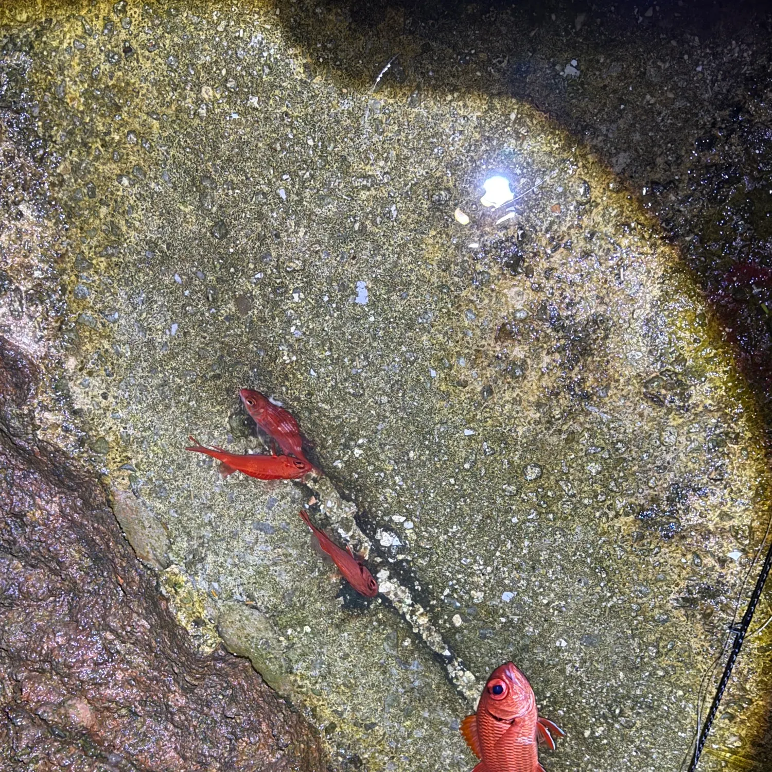 The most recent Blotcheye soldierfish catches on Fishbrain