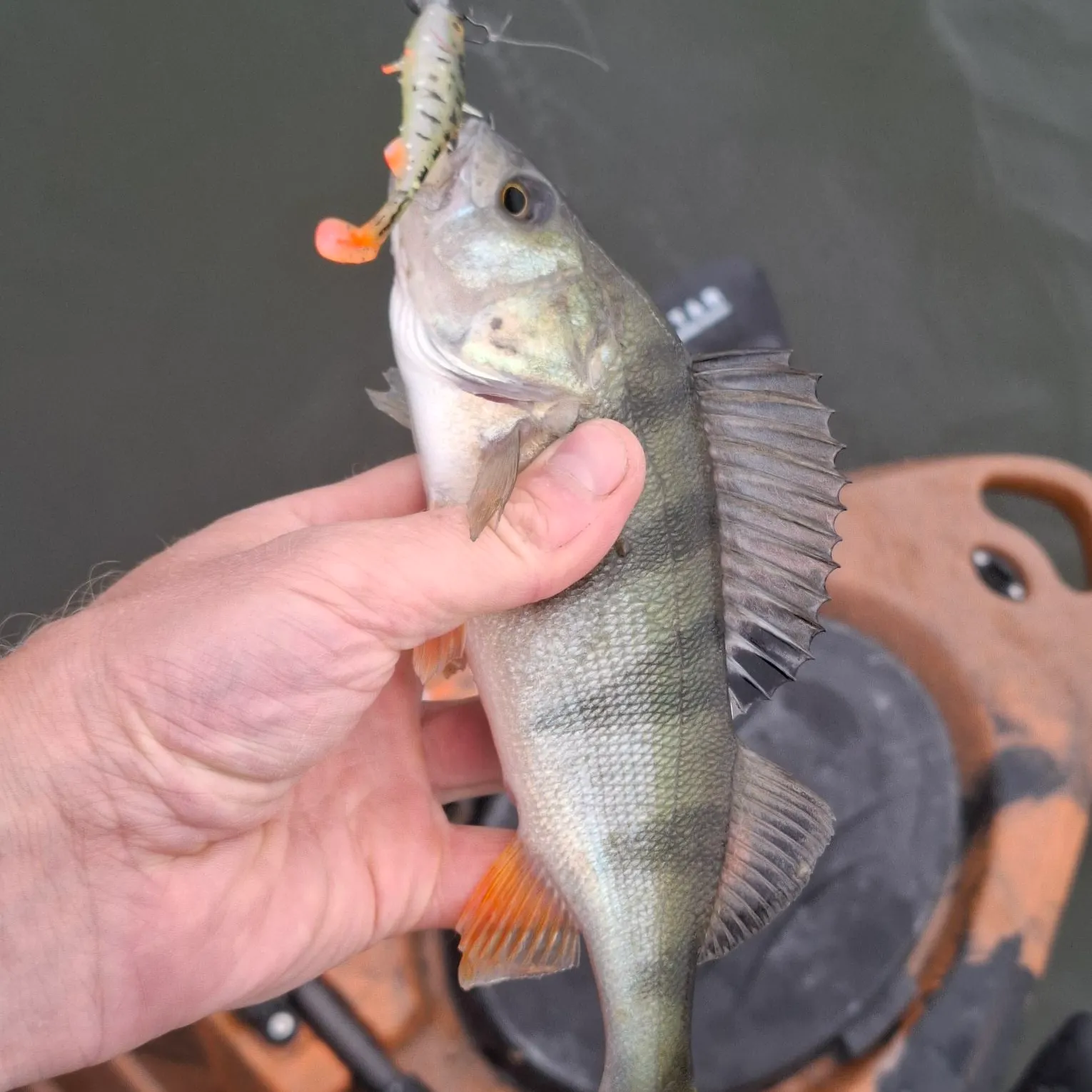 European perch caught on Fishbrain