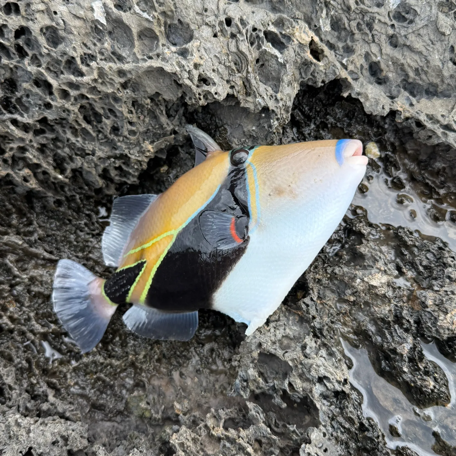 The most recent Wedge-tail triggerfish catches on Fishbrain