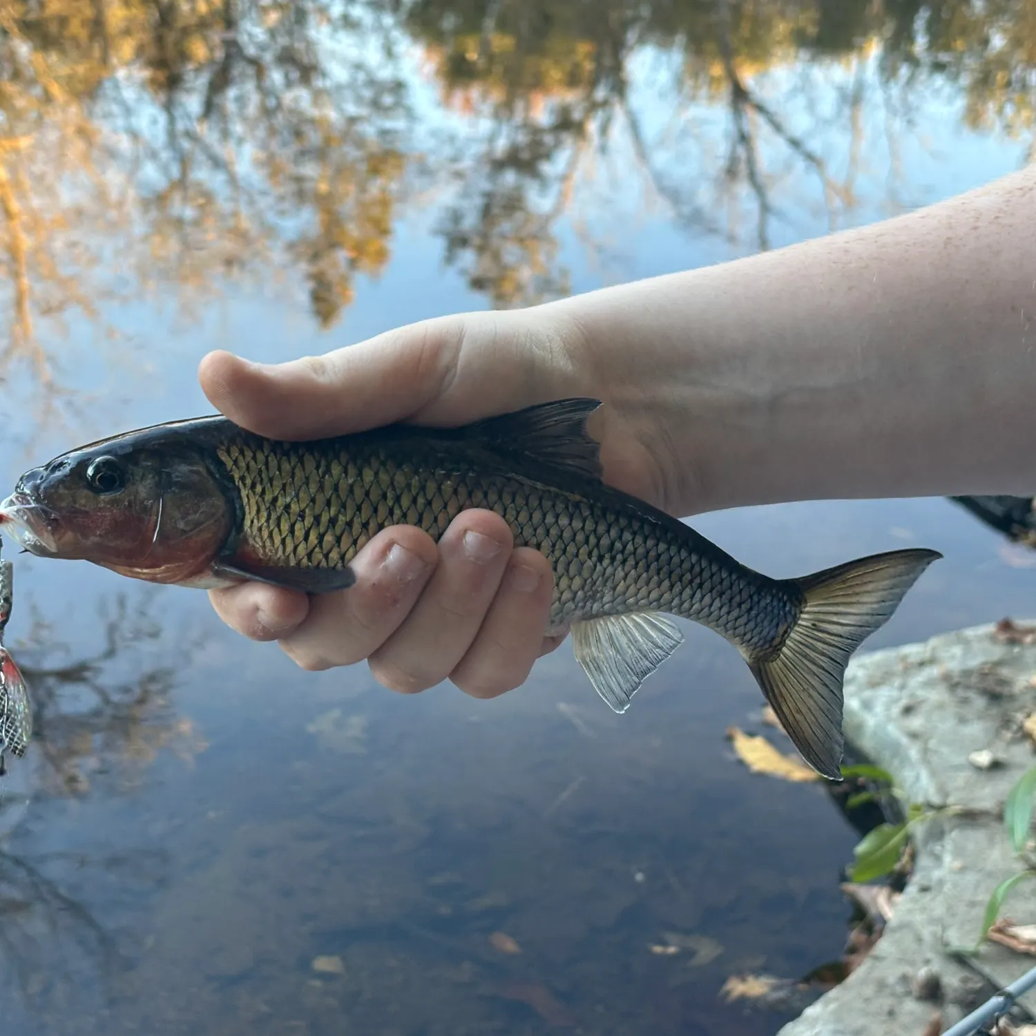 The most recent River redhorse catches on Fishbrain
