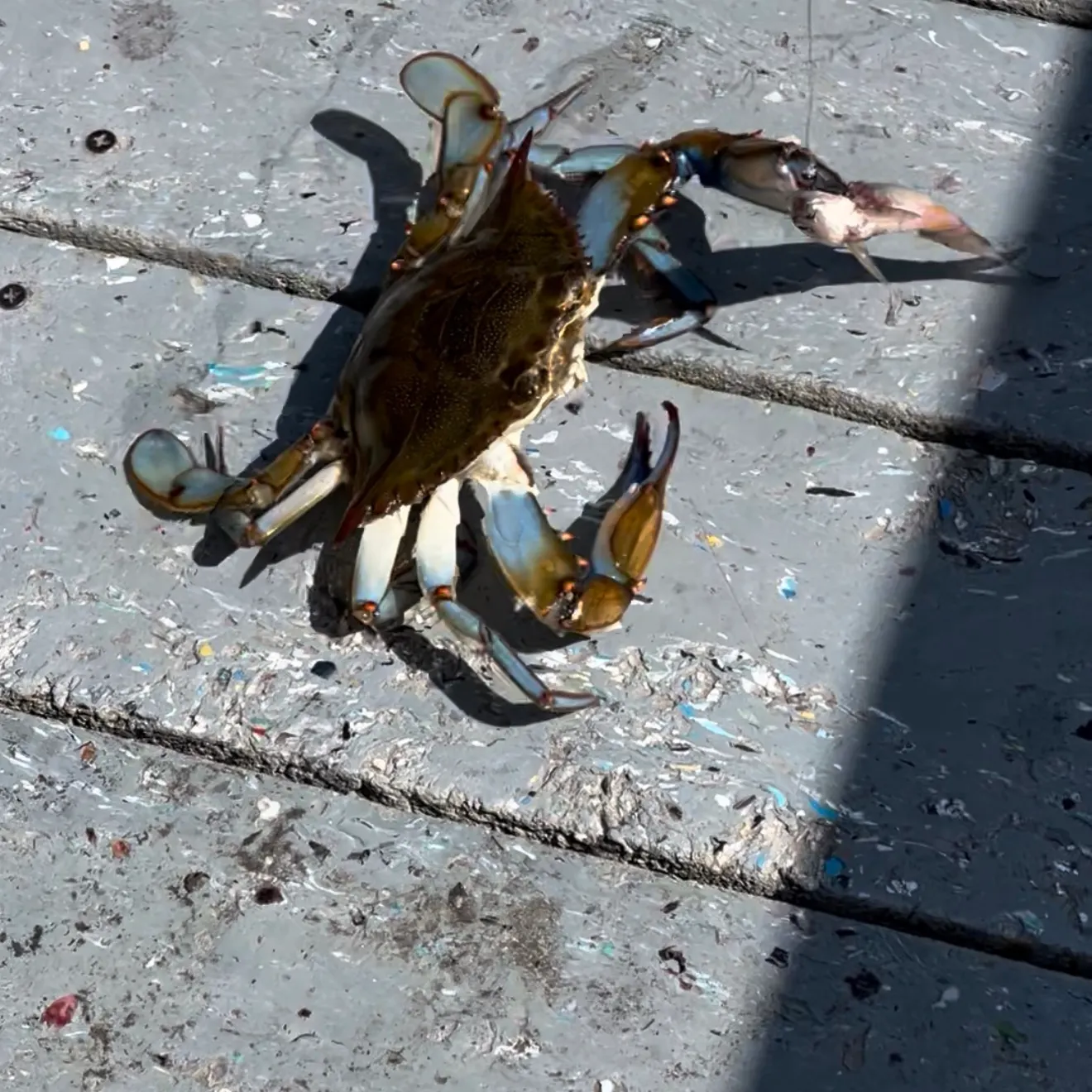 The most recent Blue swimmer crab catches on Fishbrain