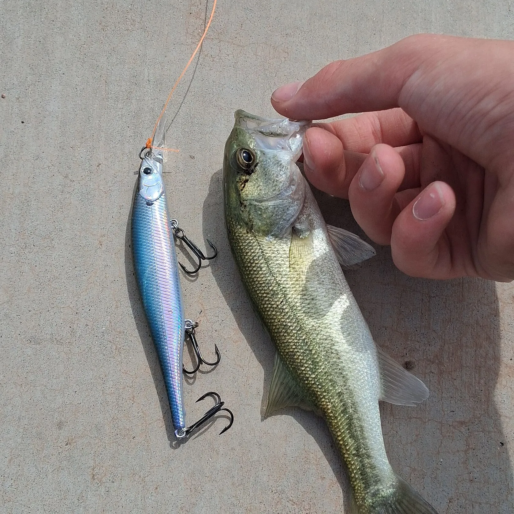 Largemouth bass caught on Fishbrain