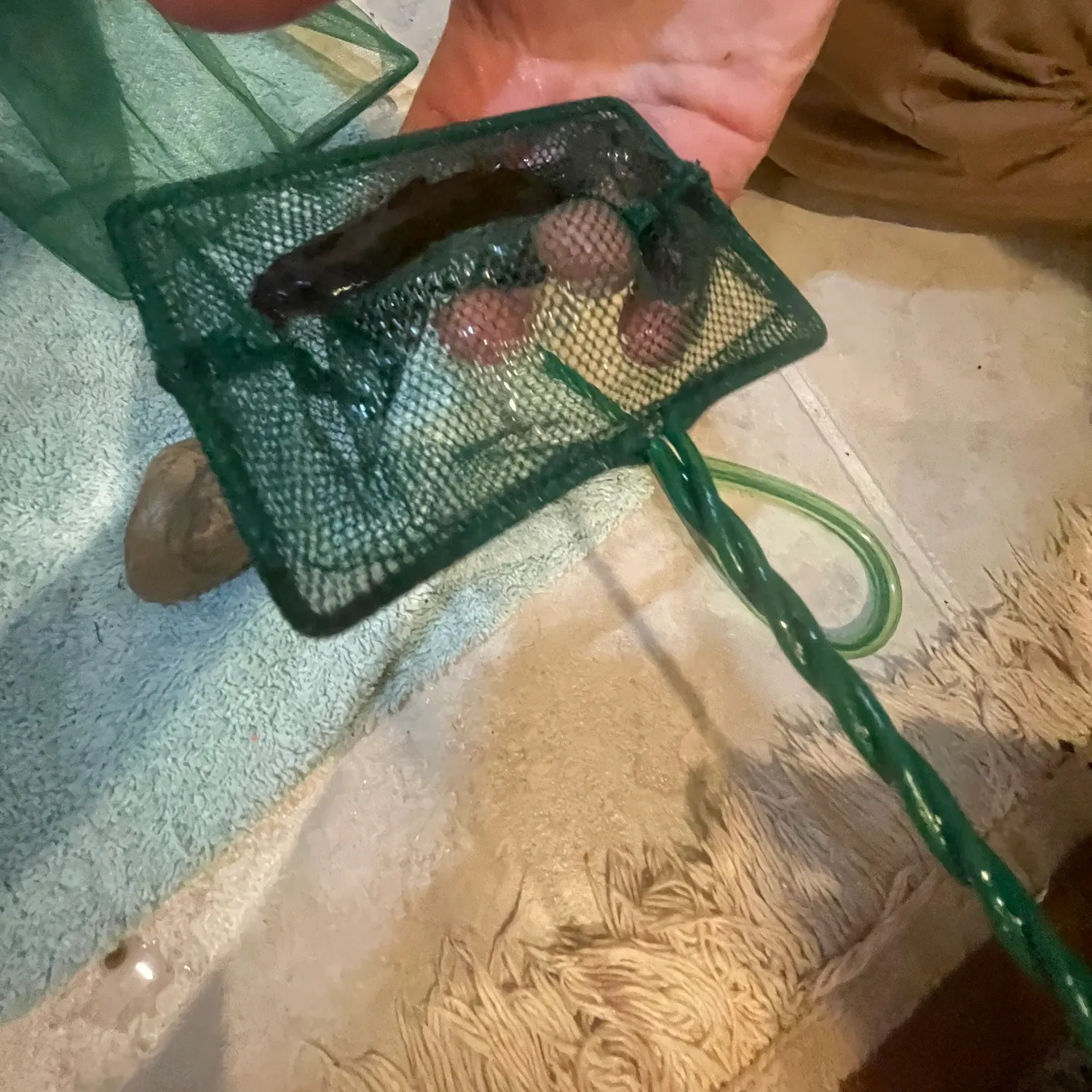 The most recent Margined madtom catches on Fishbrain