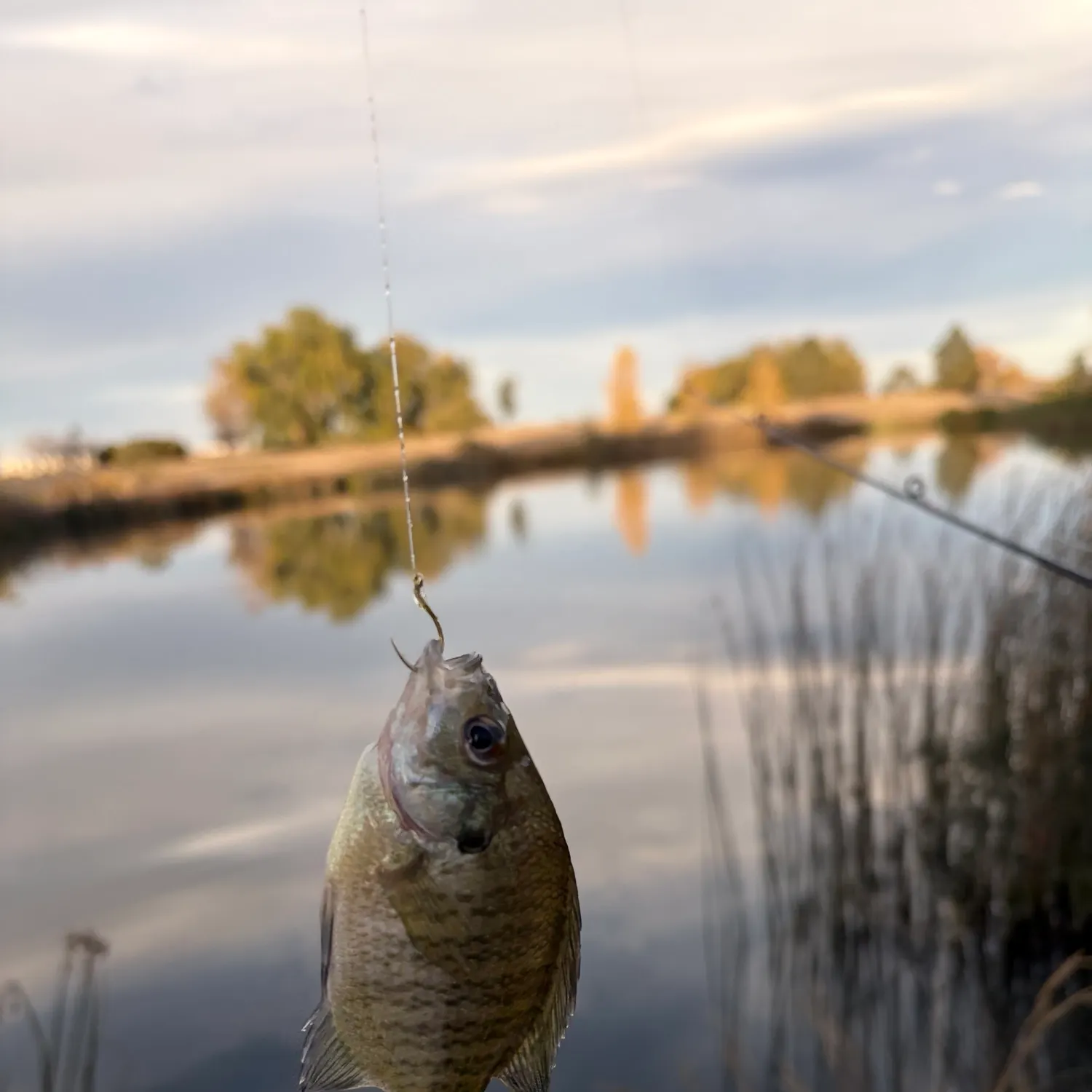 Bluegill caught on Fishbrain
