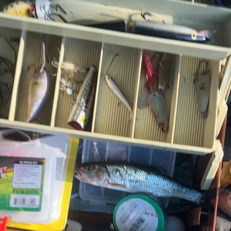 The most recent Fallfish catches on Fishbrain