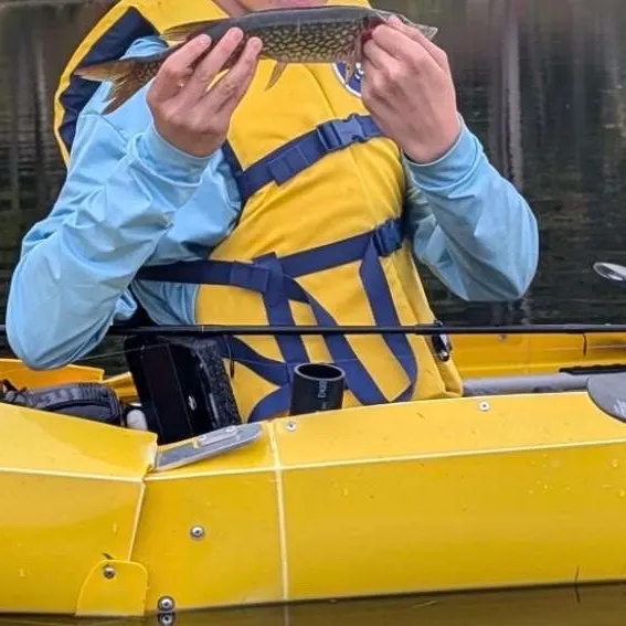 Chain pickerel caught on Fishbrain