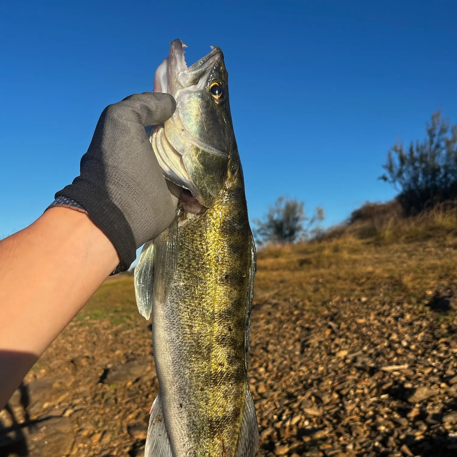 Zander caught on Fishbrain