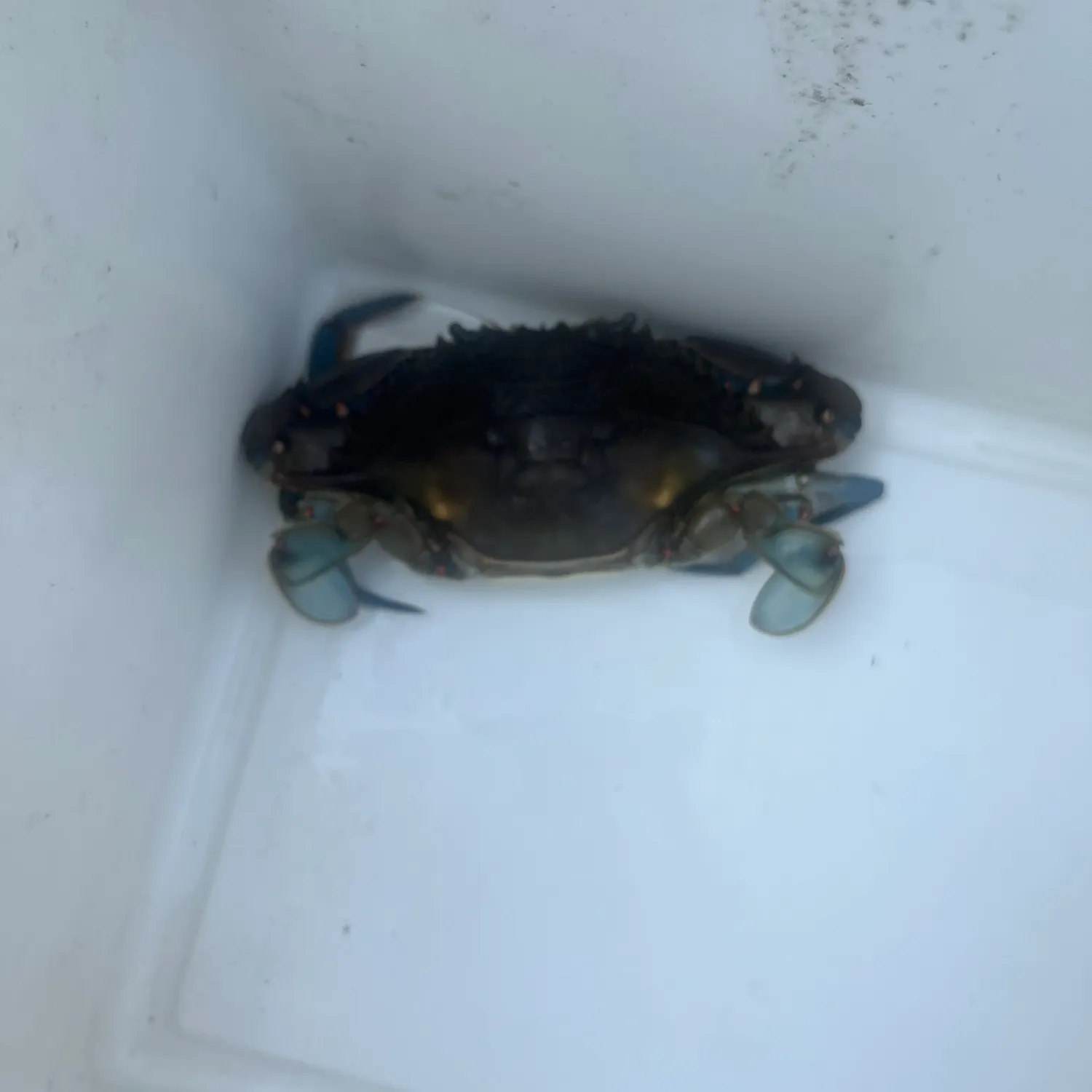 Blue crab caught on Fishbrain