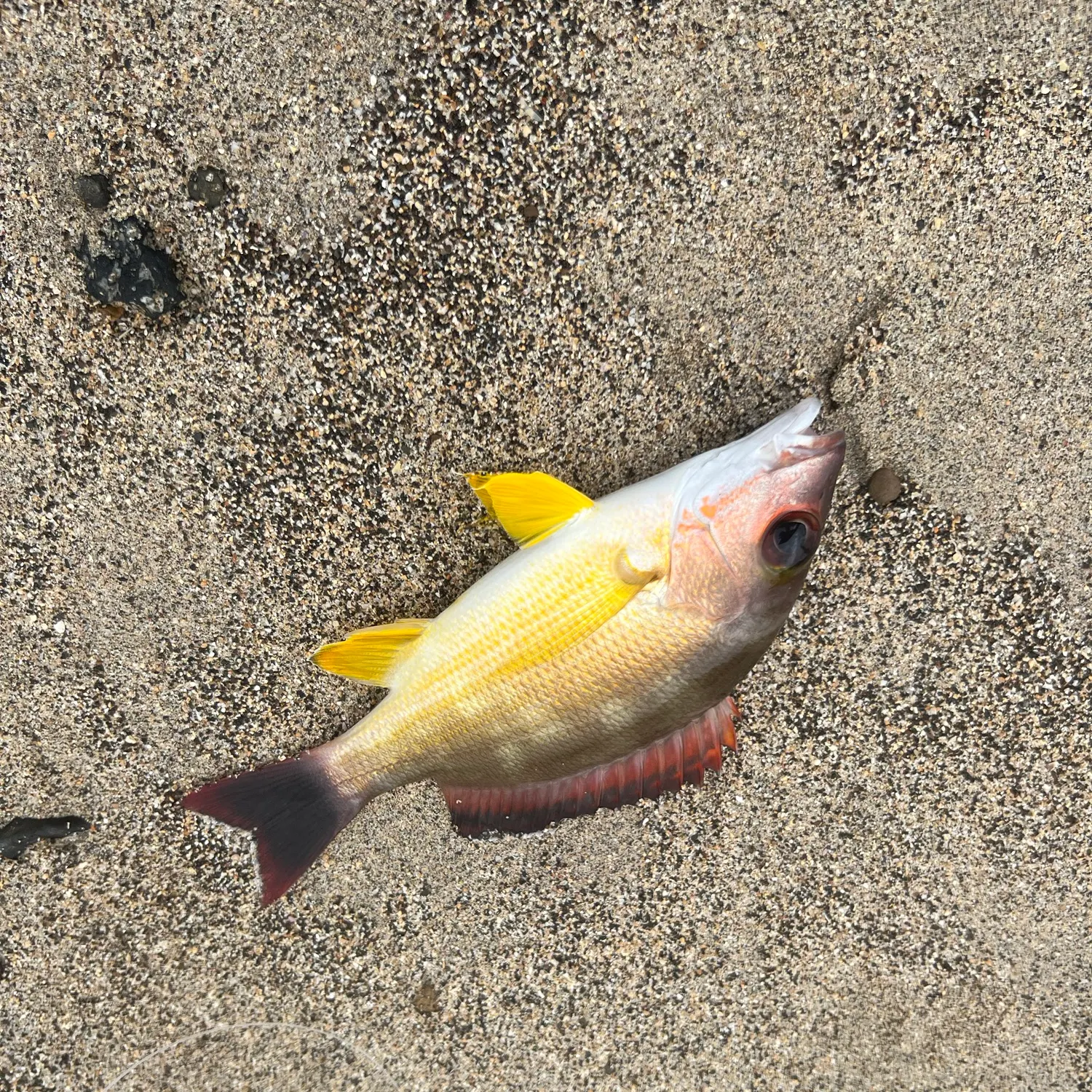 The most recent Blacktail snapper catches on Fishbrain