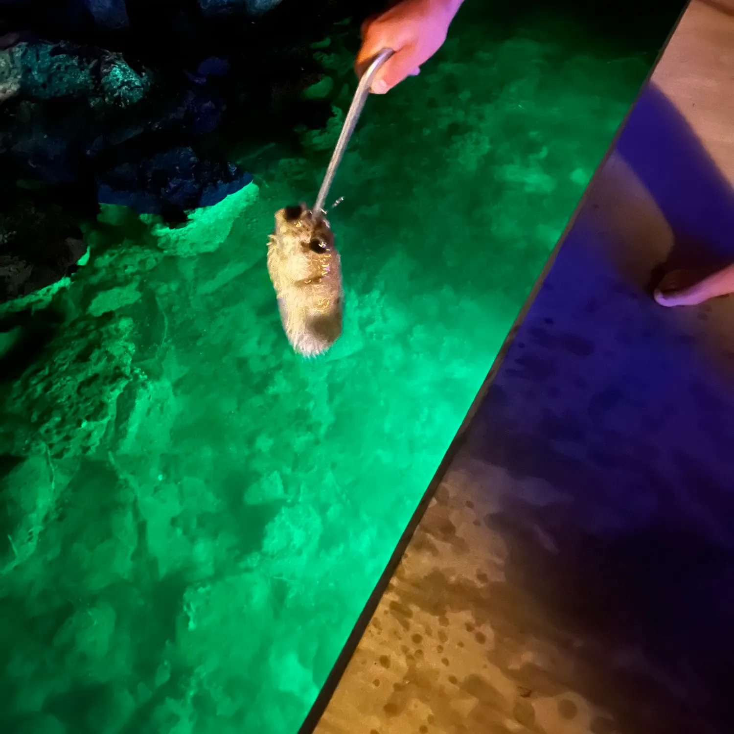 The most recent Spot-fin porcupinefish catches on Fishbrain