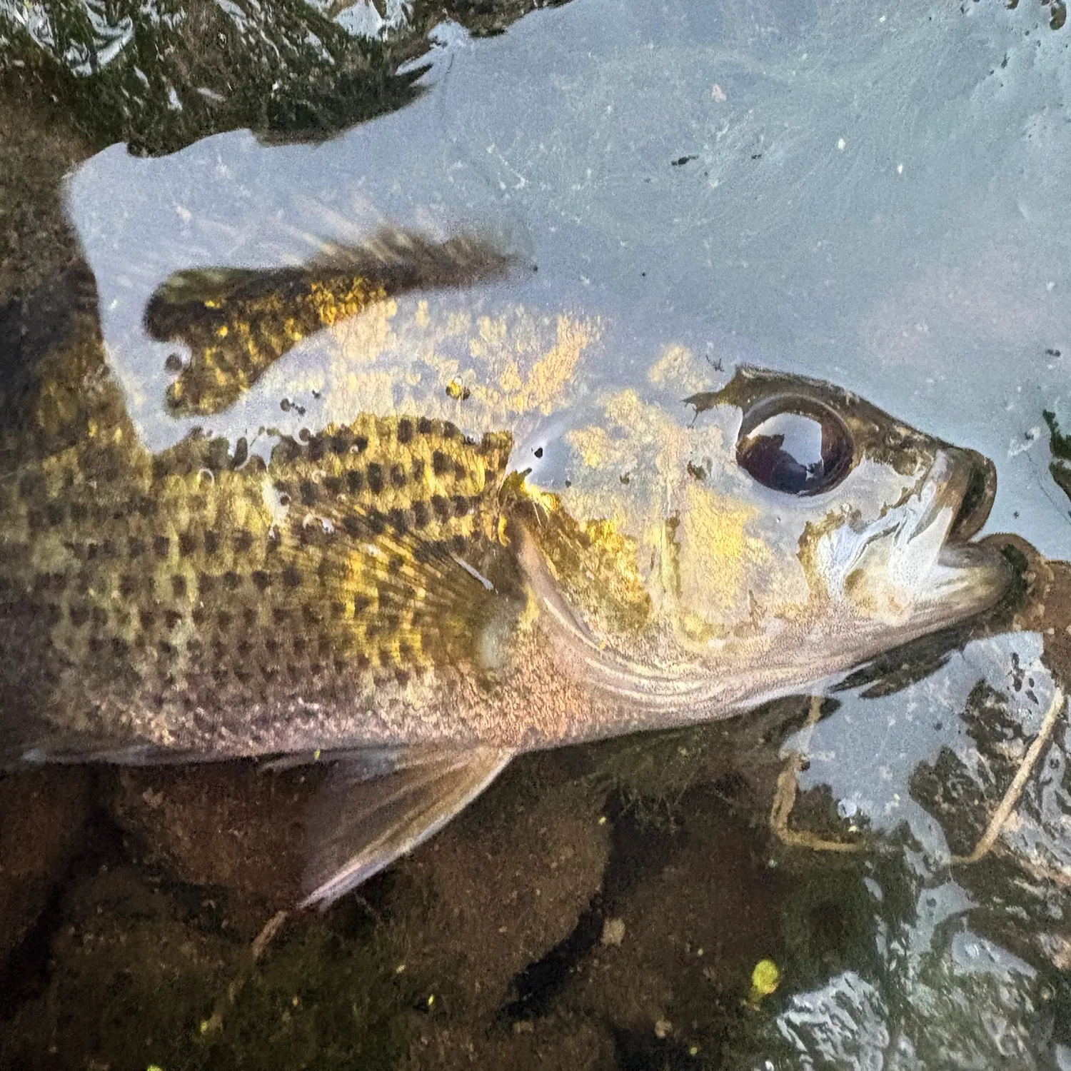 Rock bass caught on Fishbrain