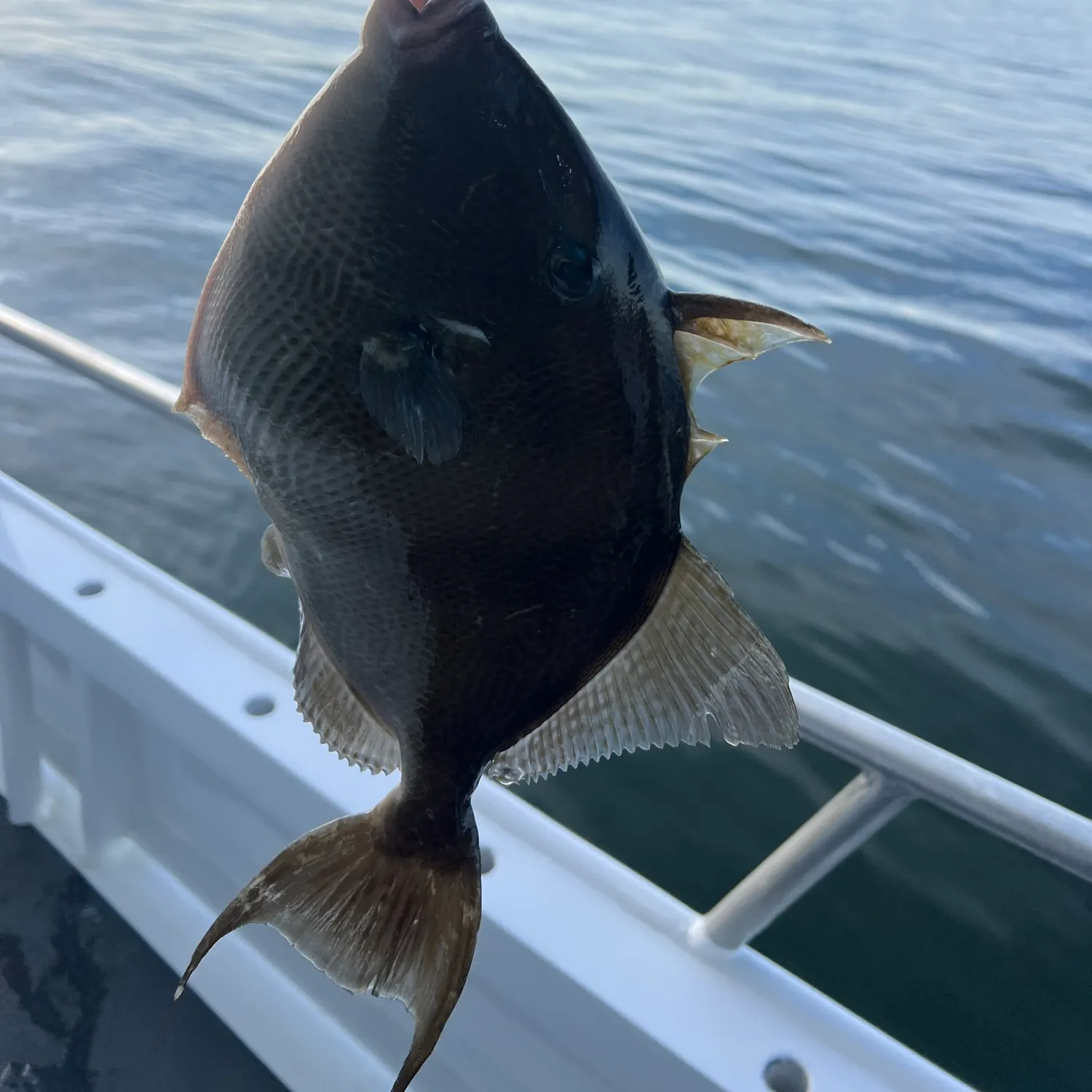 Grey triggerfish caught on Fishbrain