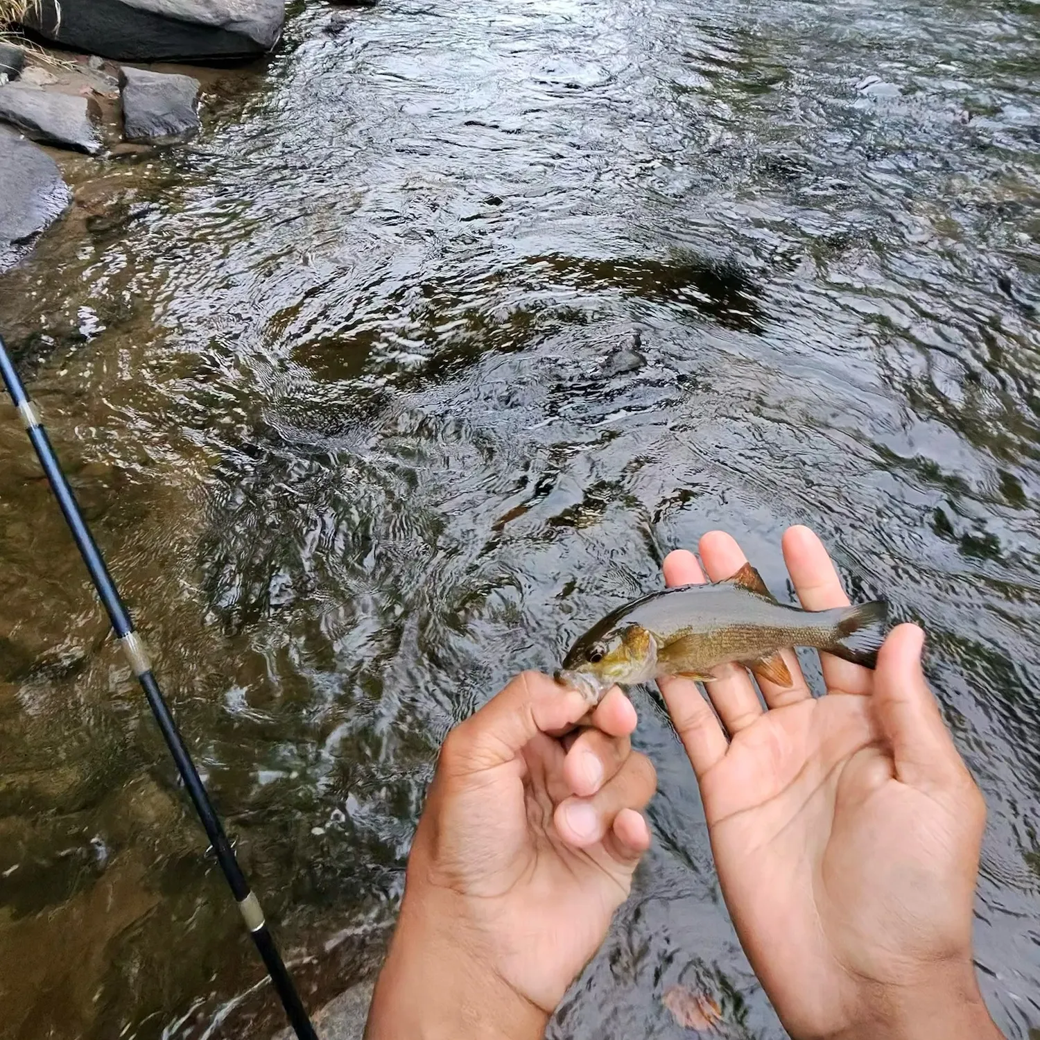 Smallmouth bass caught on Fishbrain
