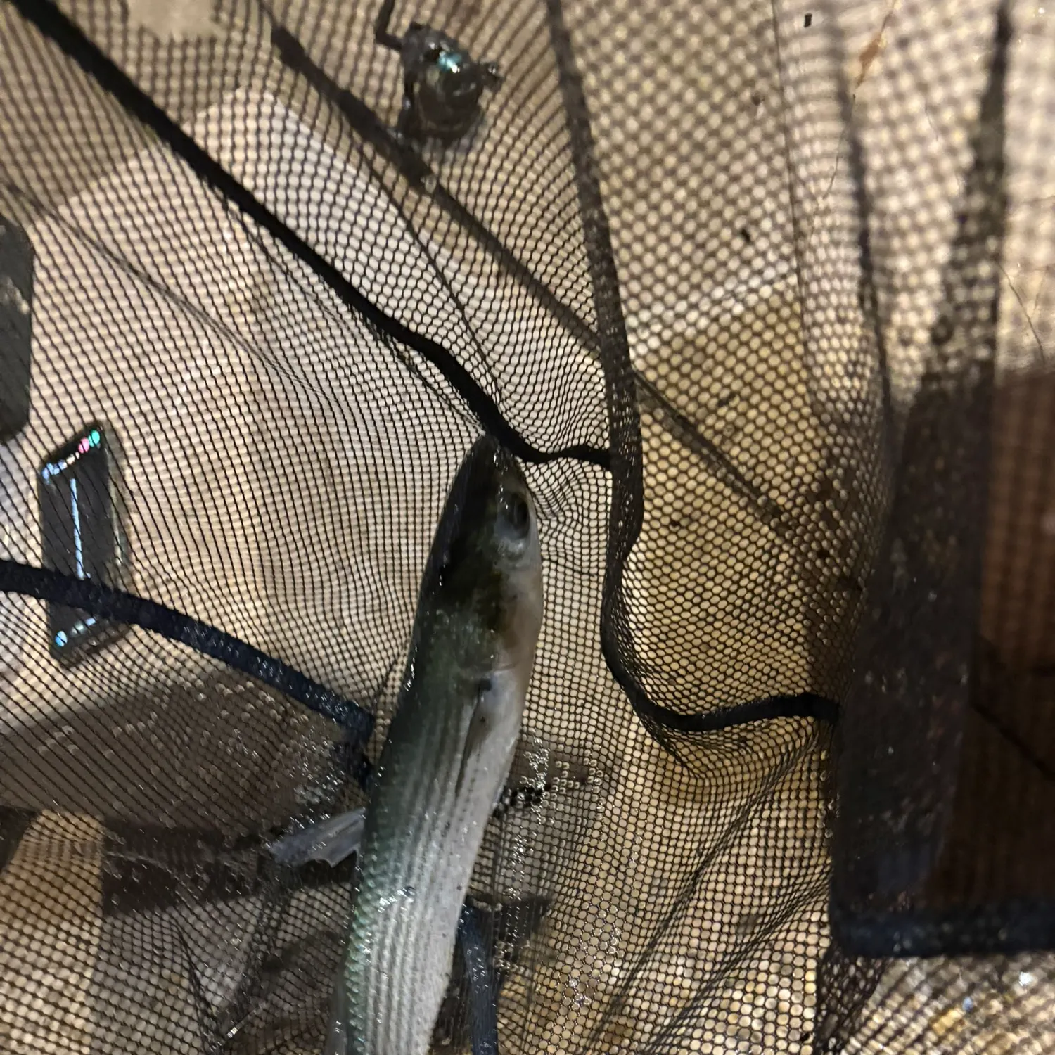 The most recent Thicklip grey mullet catches on Fishbrain