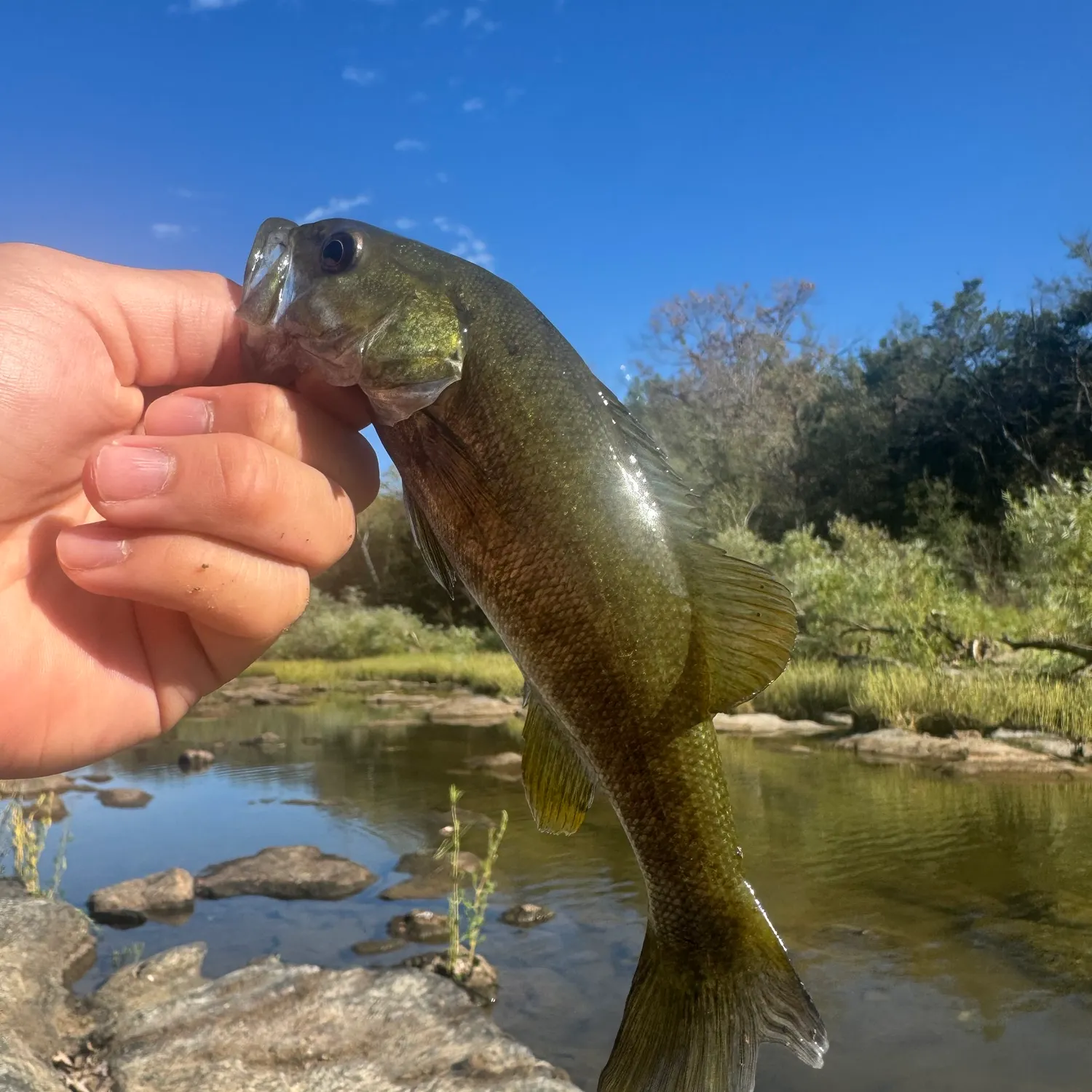 Smallmouth bass caught on Fishbrain