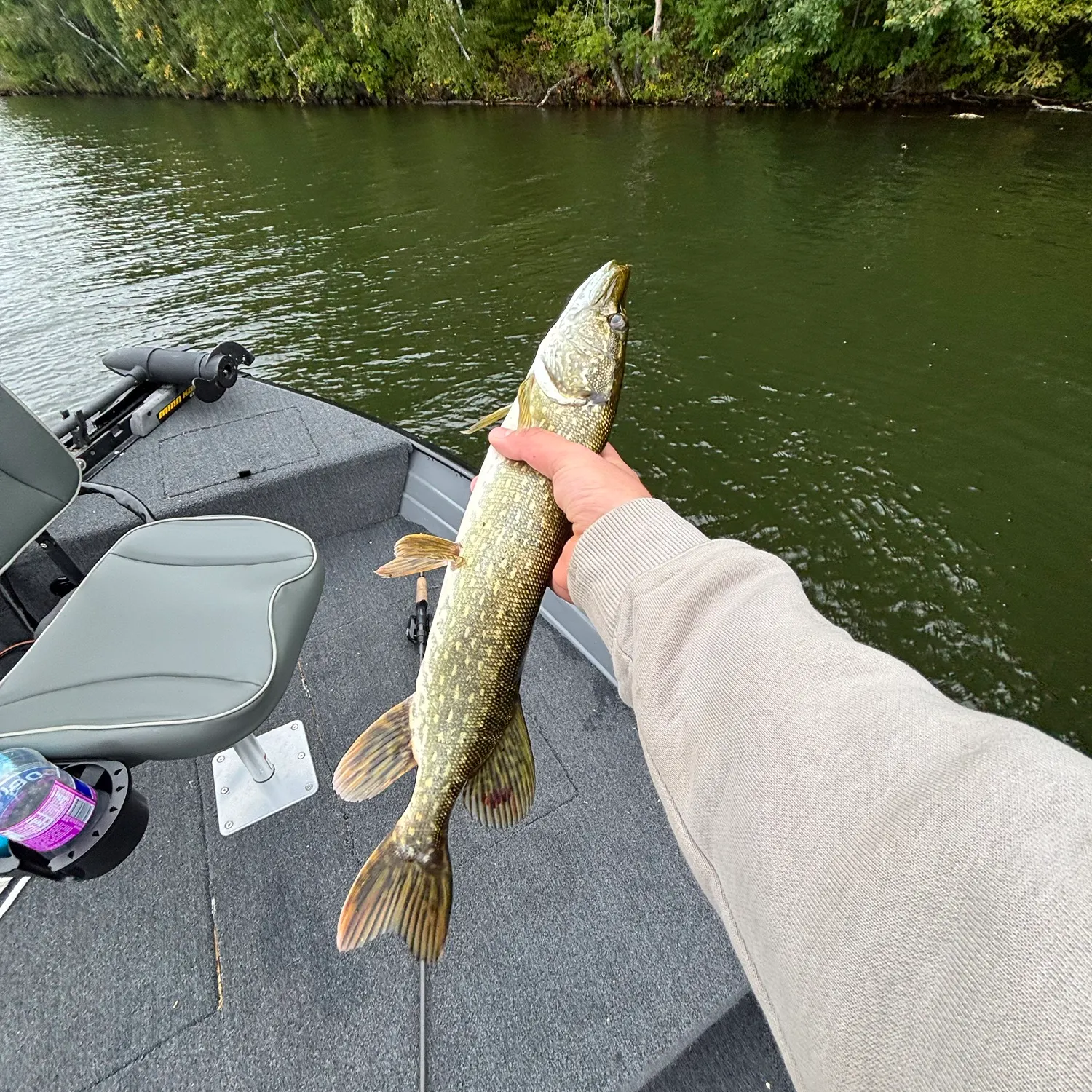 Northern pike caught on Fishbrain
