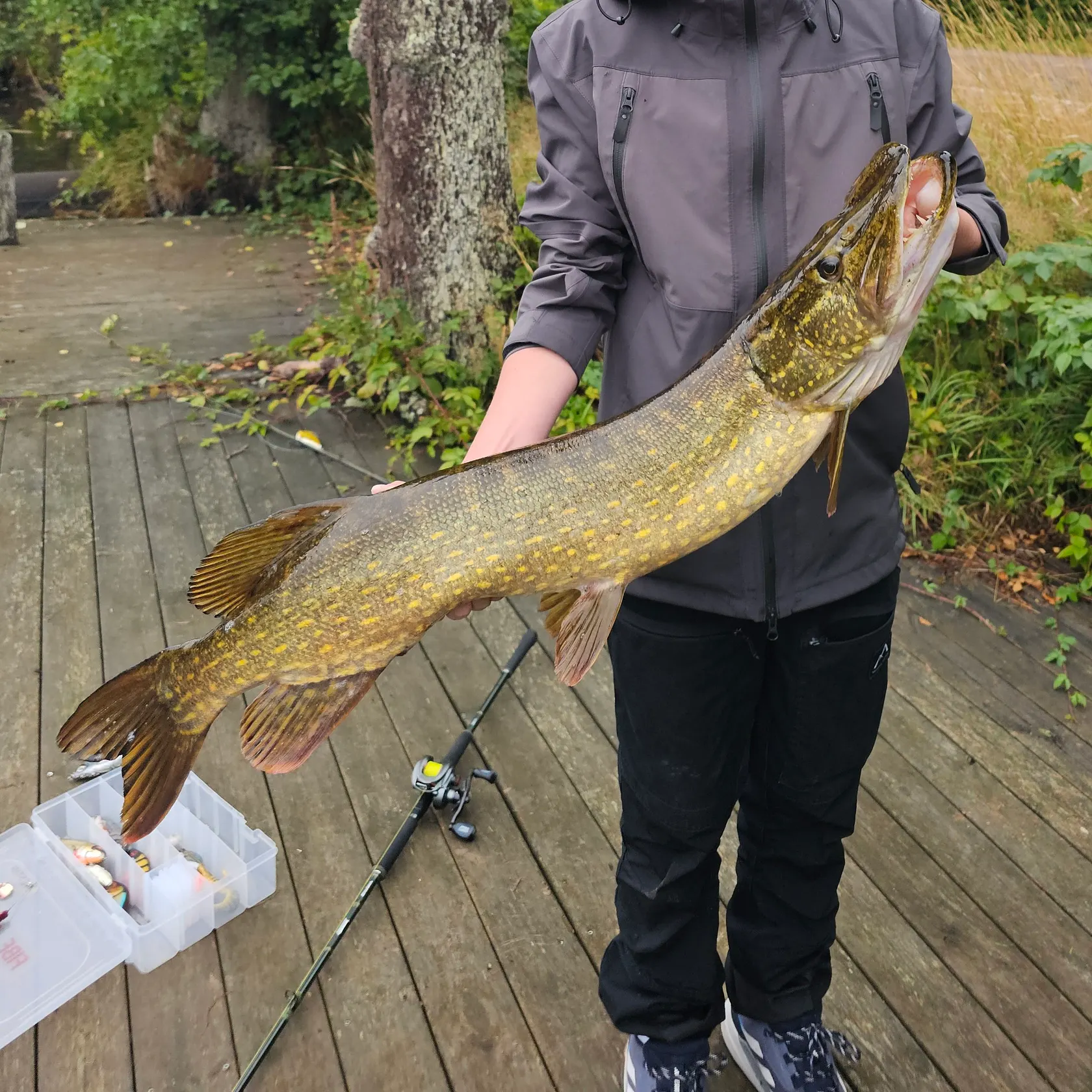 Northern pike caught on Fishbrain