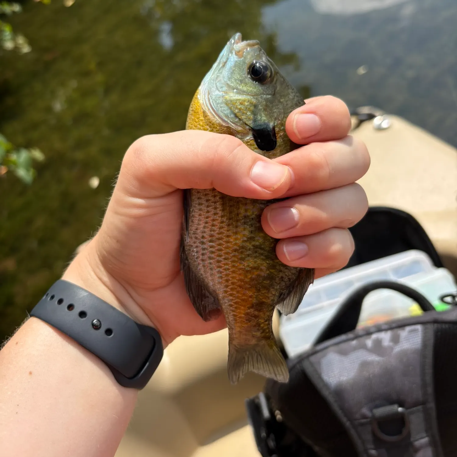 catch