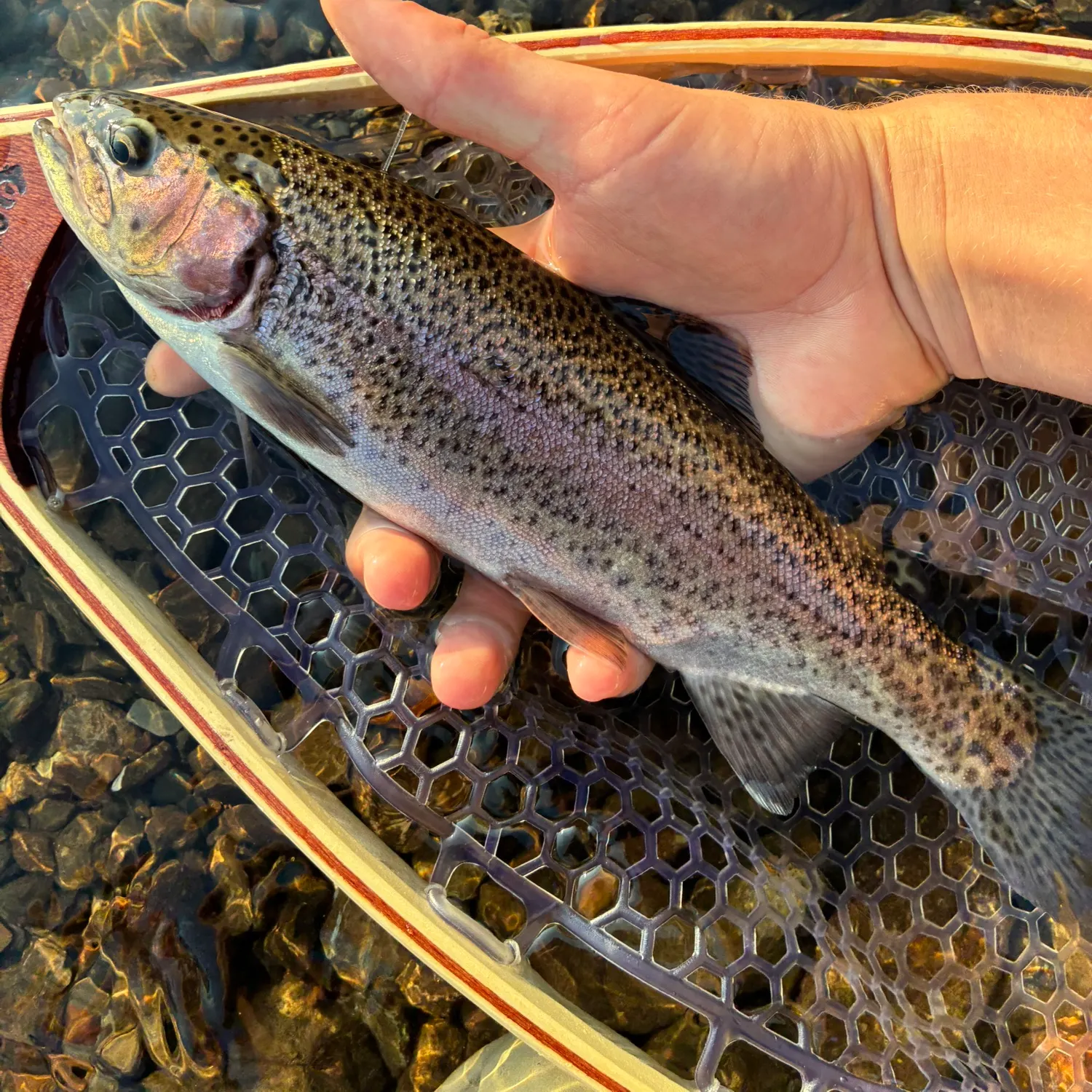 Fish caught on Fishbrain