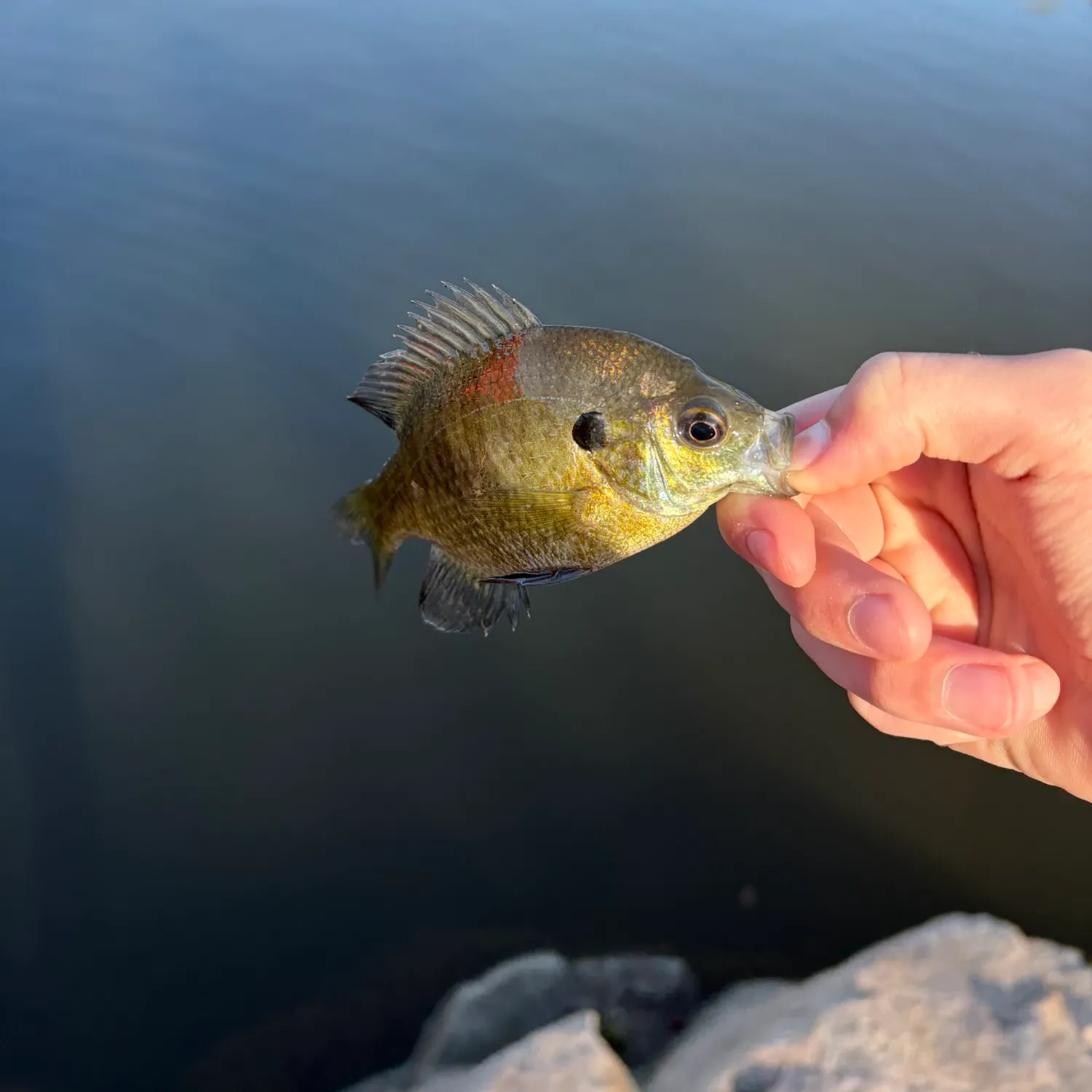 Bluegill caught on Fishbrain