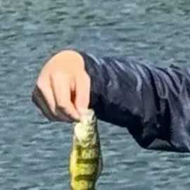 The most recent Yellow perch catches on Fishbrain