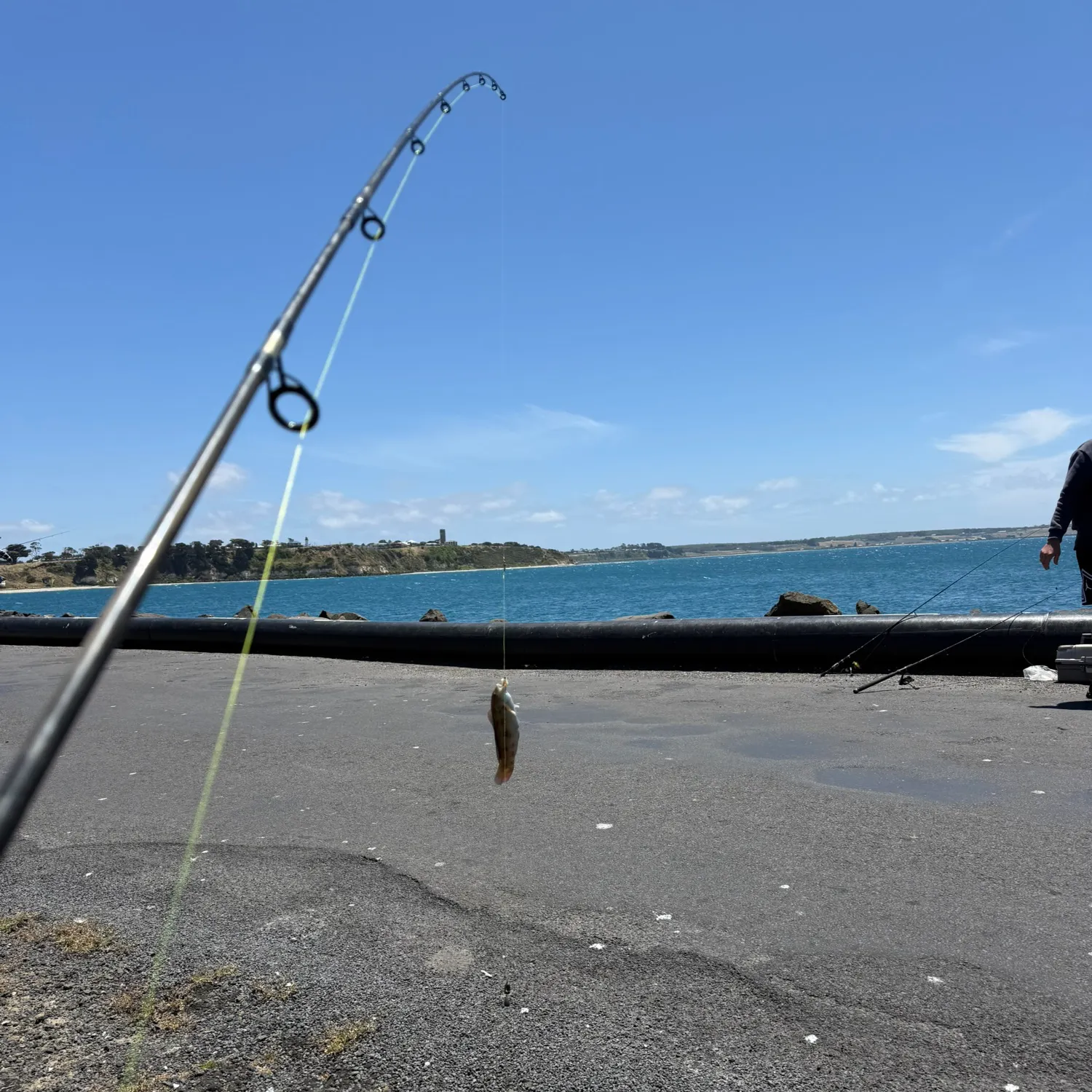 The most recent Brownspotted wrasse catches on Fishbrain