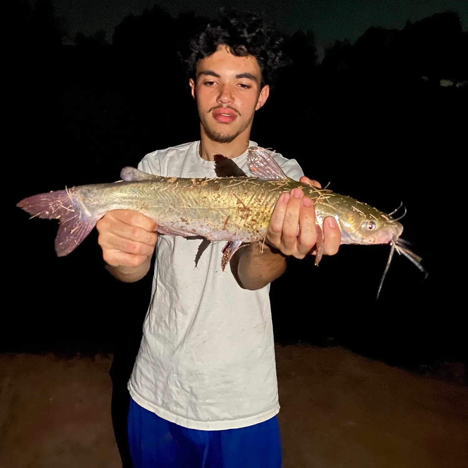 Channel catfish caught on Fishbrain