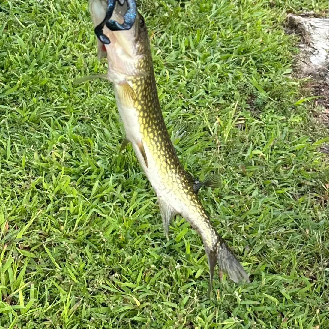 Chain pickerel caught on Fishbrain