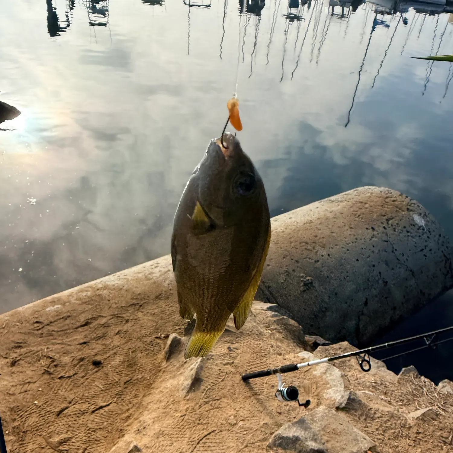 Opaleye caught on Fishbrain
