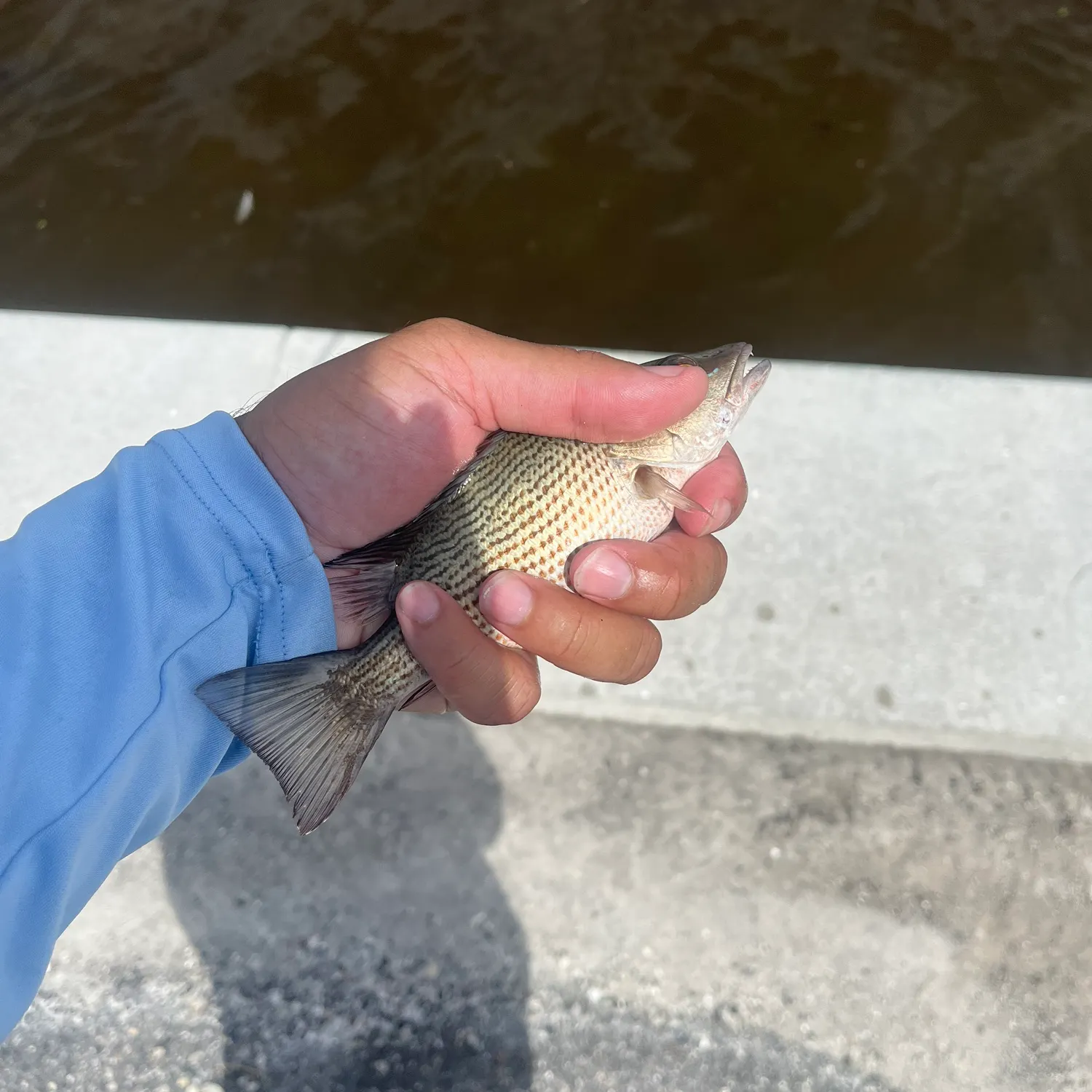 The most recent Mangrove snapper catches on Fishbrain