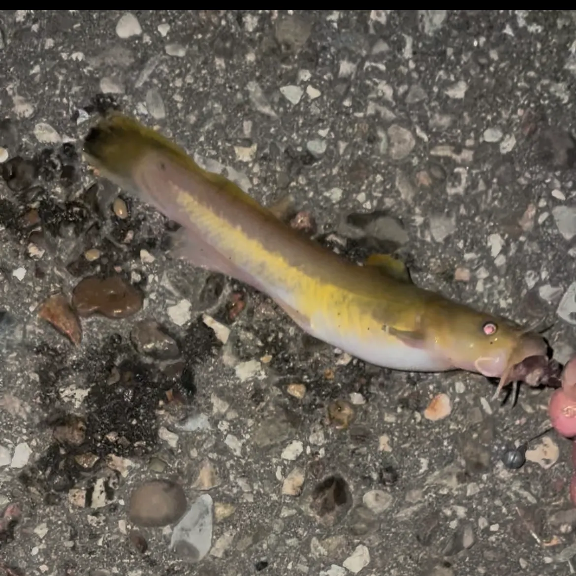 Yellow bullhead caught on Fishbrain
