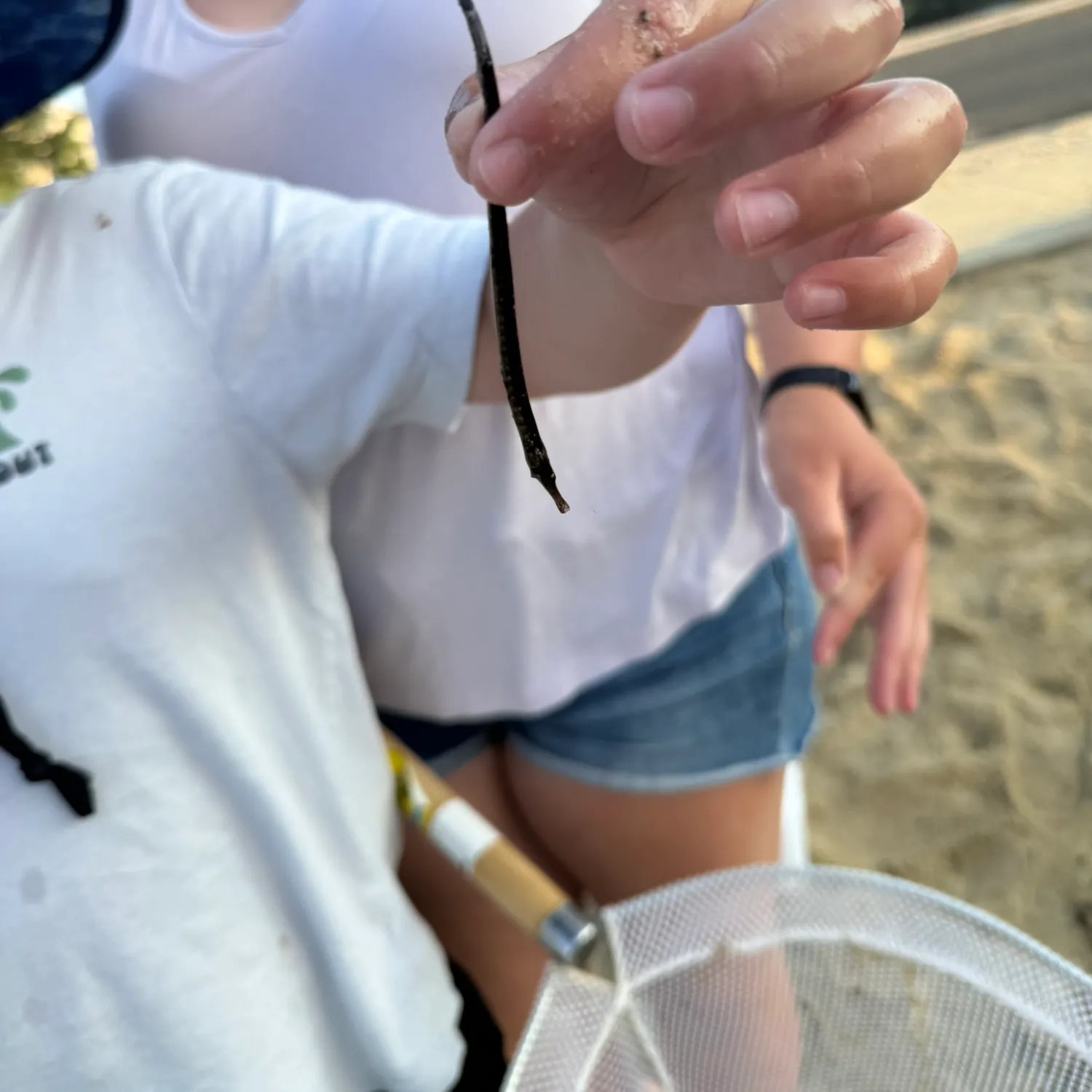 The most recent Northern pipefish catches on Fishbrain