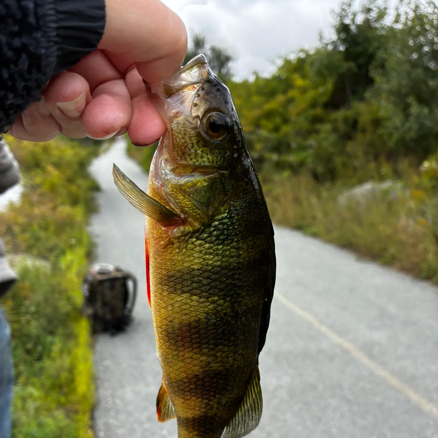 Yellow perch caught on Fishbrain