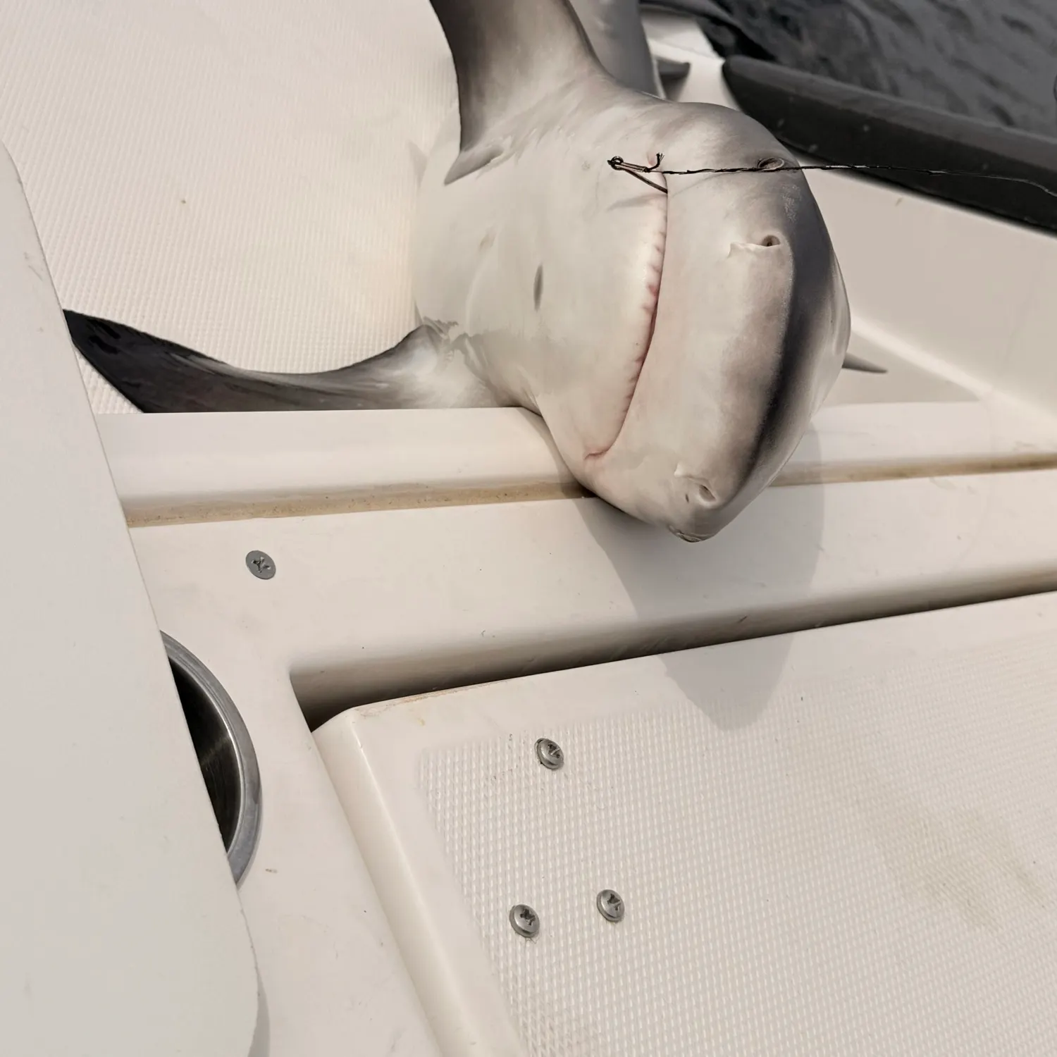 Bull shark caught on Fishbrain